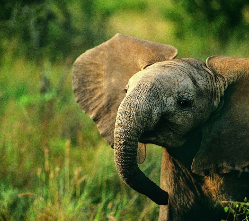 Descargar Baby Elephant HD Wallpapers para escritorio | animales bebés