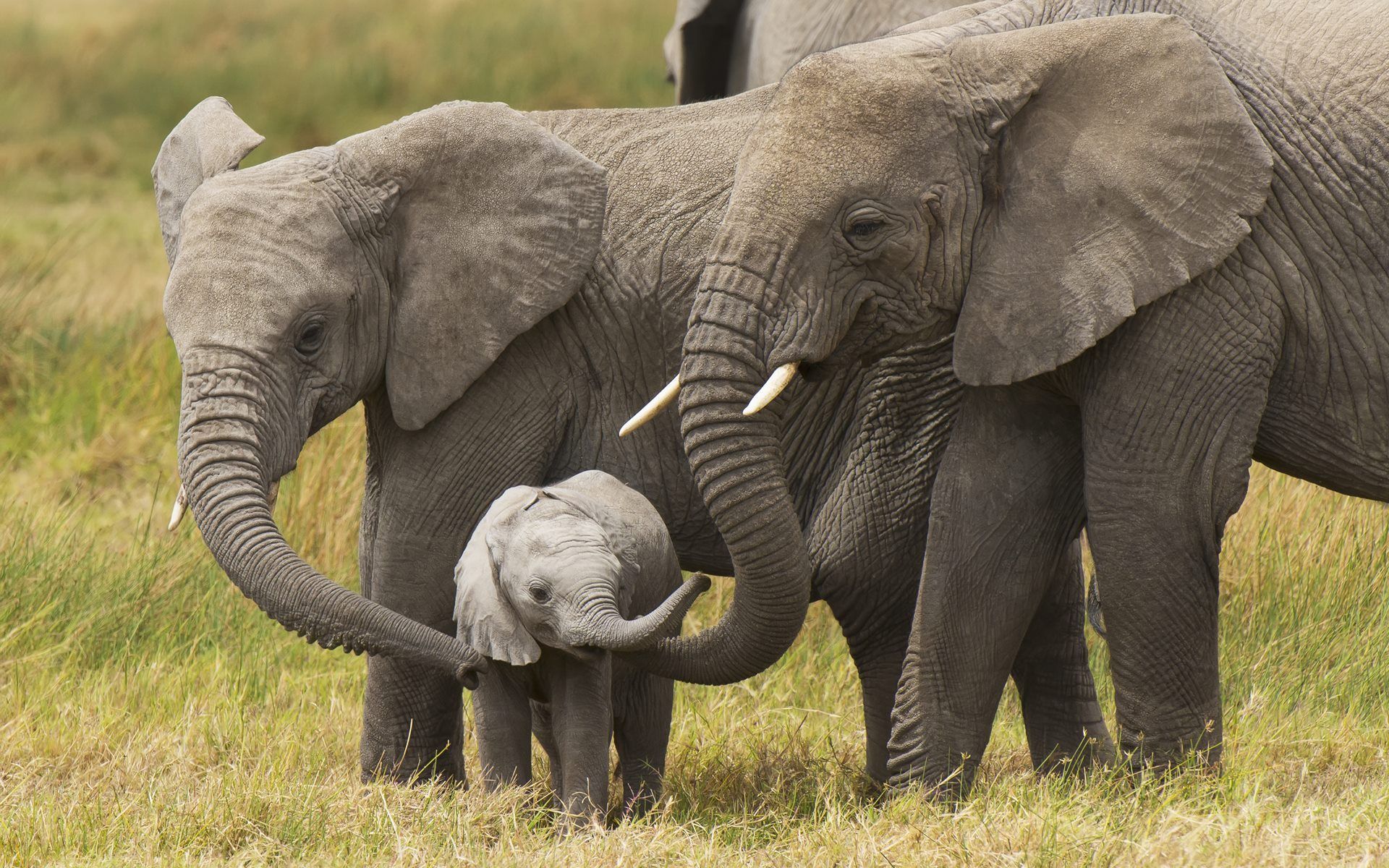 Cute Baby Elephant Wallpapers HD | Disney | Fondo de pantalla de elefante