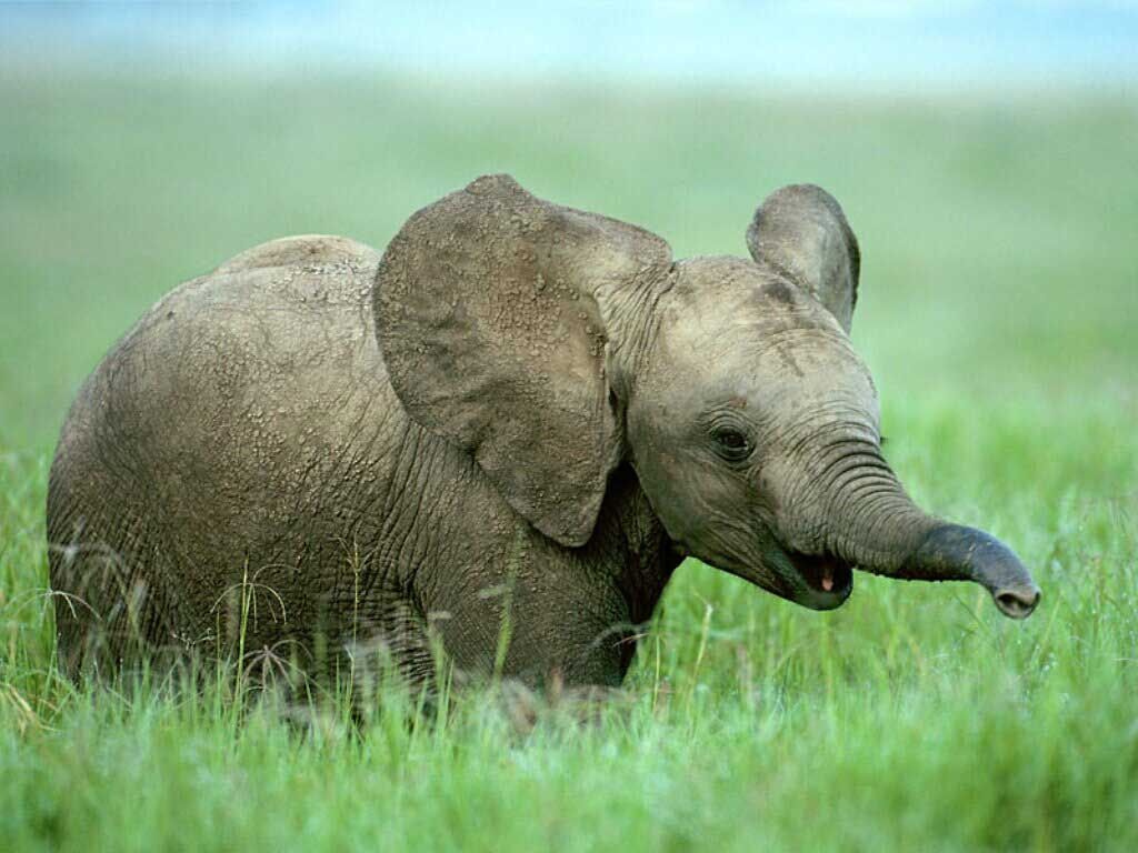 HD Baby Elephant Fondos de pantalla y fotos | HD Animals Wallpapers