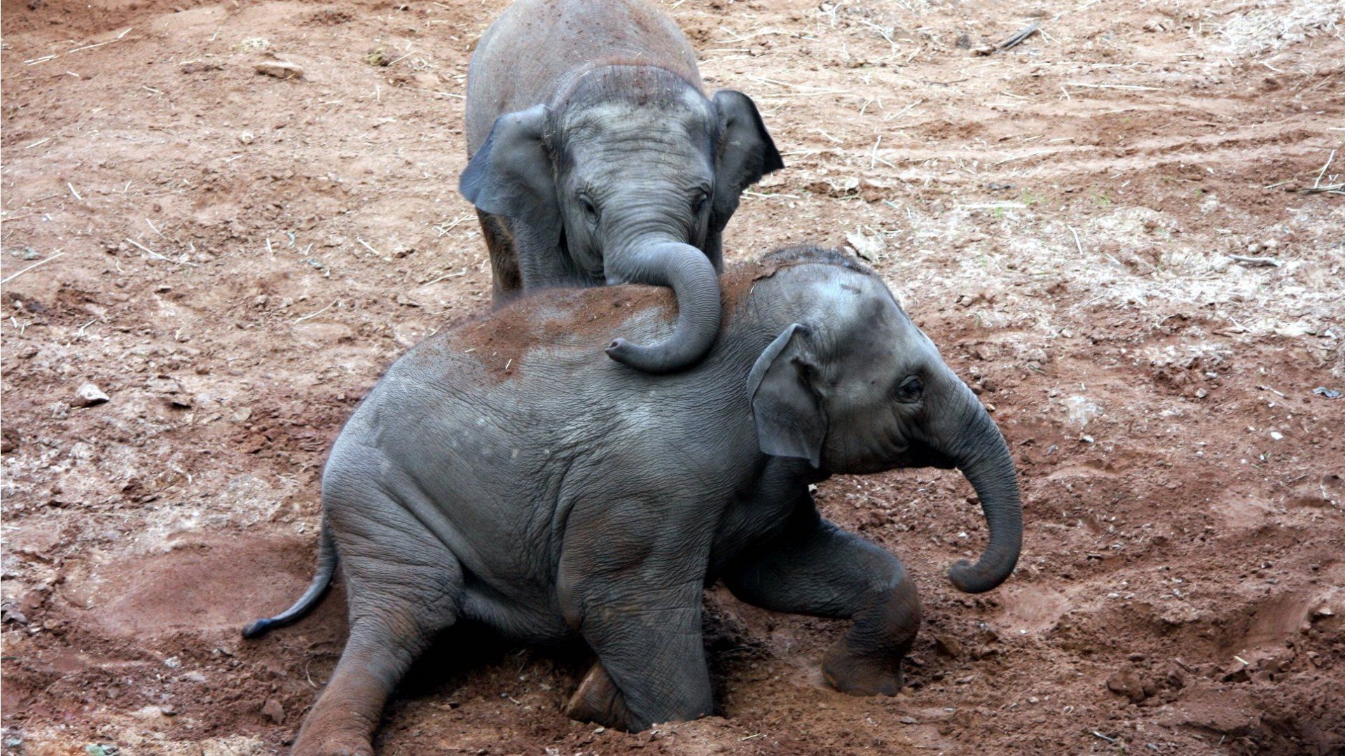 Desktop hd cartoon baby elephant images