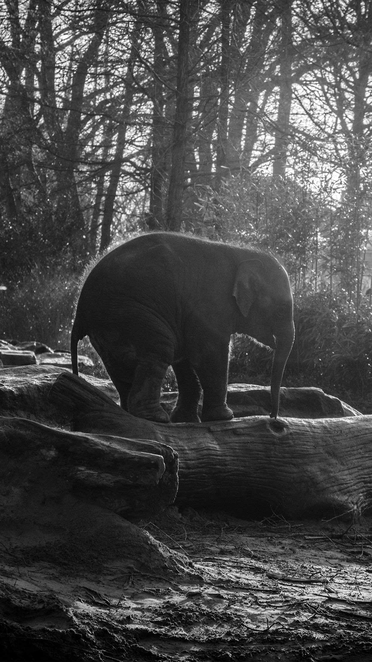 iPhone6papers - mw67-elephant-dark-bw-animal-cute-nature-baby