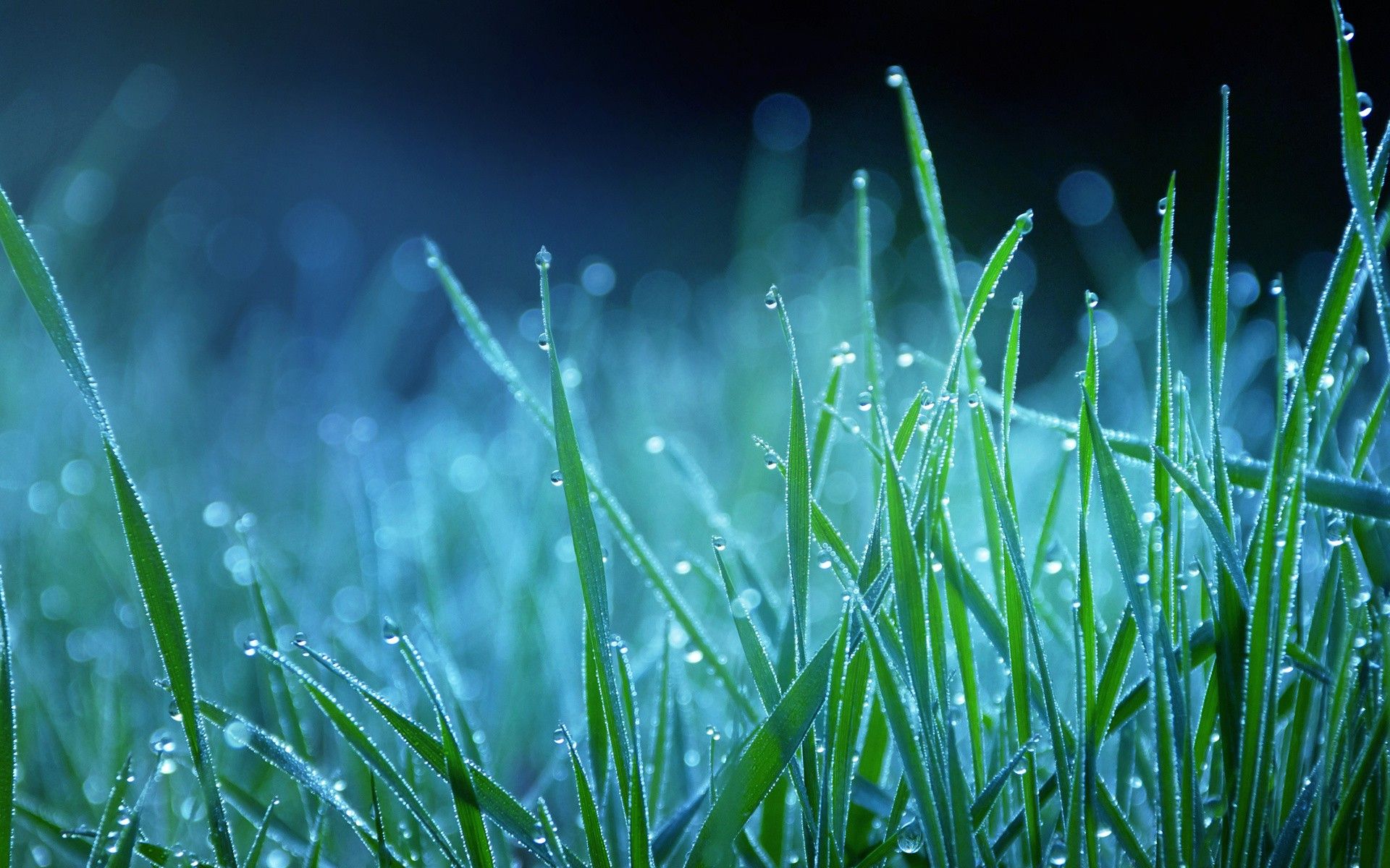 Fondo de pantalla de Beautiful Nature Night Grass - Imgur
