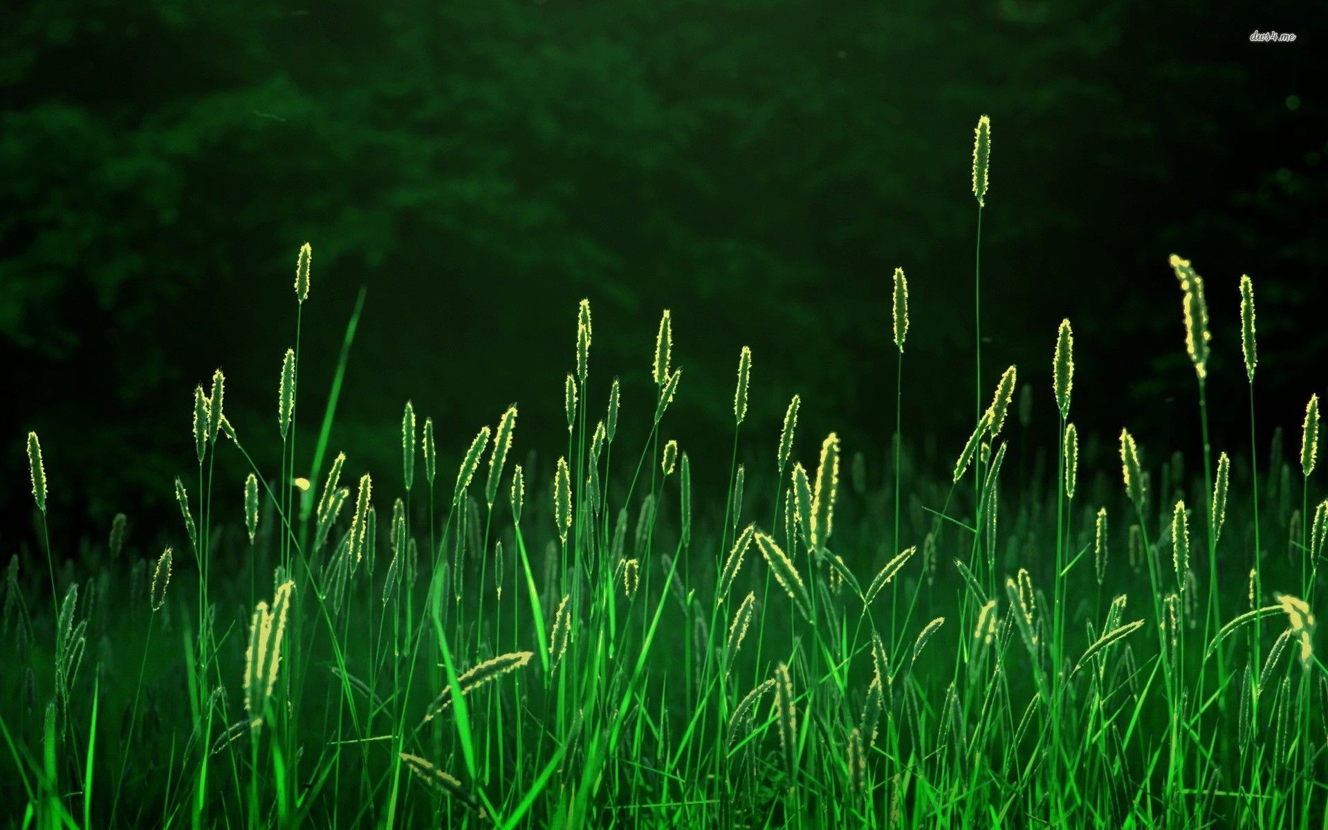Fondo de pantalla de hierba verde - Fondos de pantalla de fotografía - # 15796