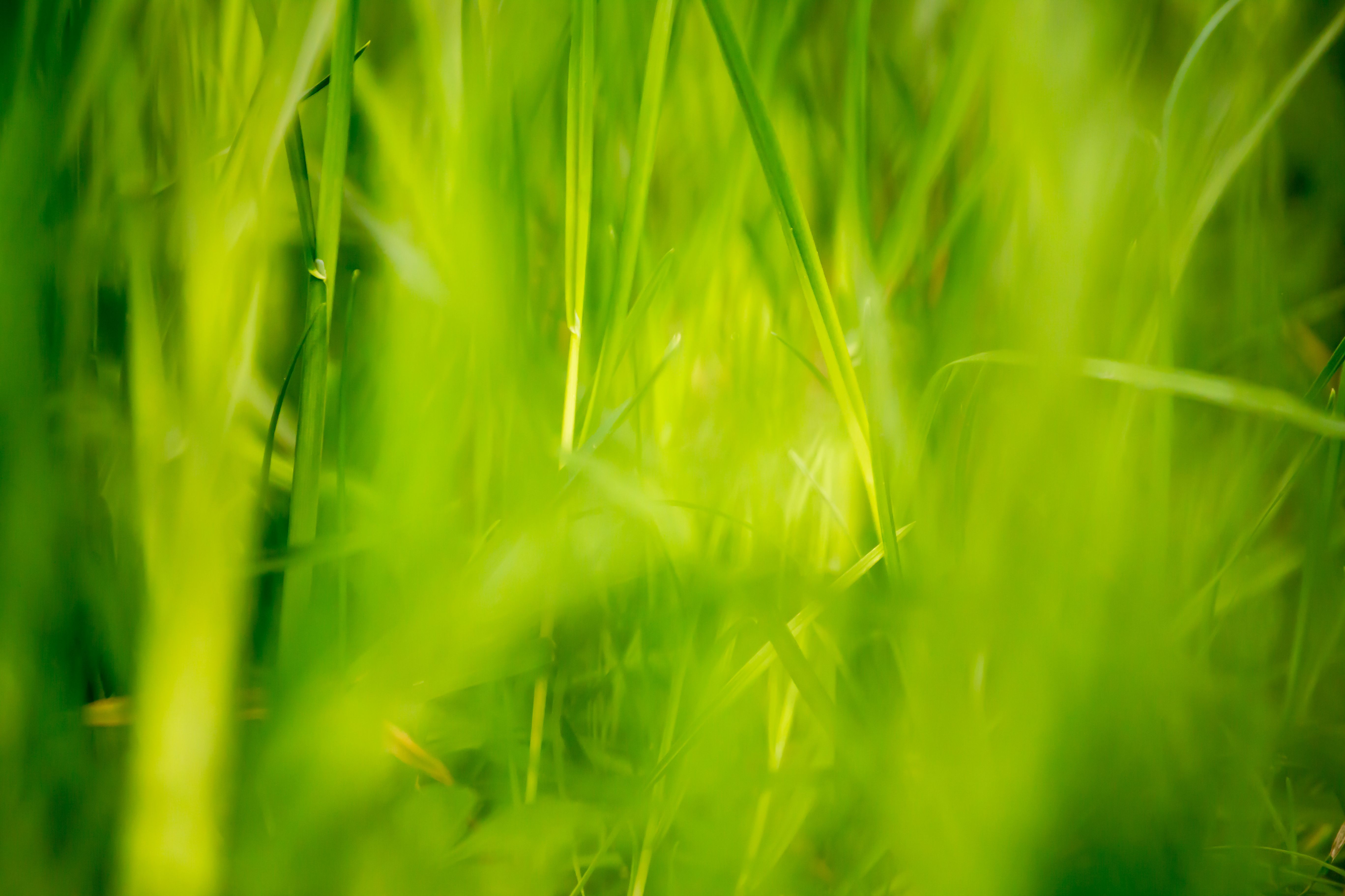 12 fondos de pantalla de beautiful green grass field HD