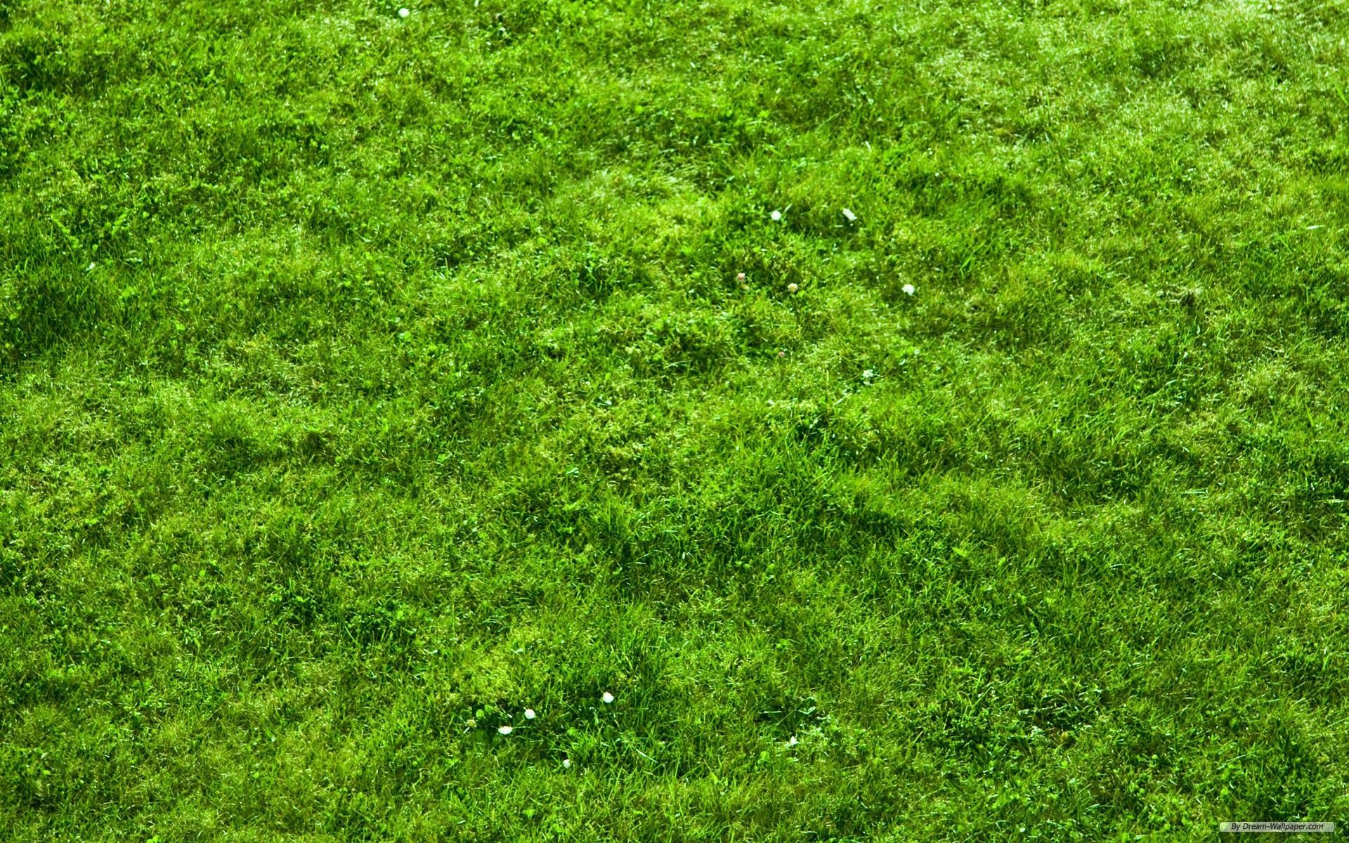 Grass Image - descargar en digitalimagemakerworld.com gratis