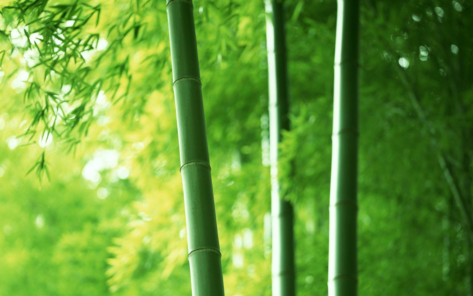 Fondos de pantalla de bambú - FondosMil