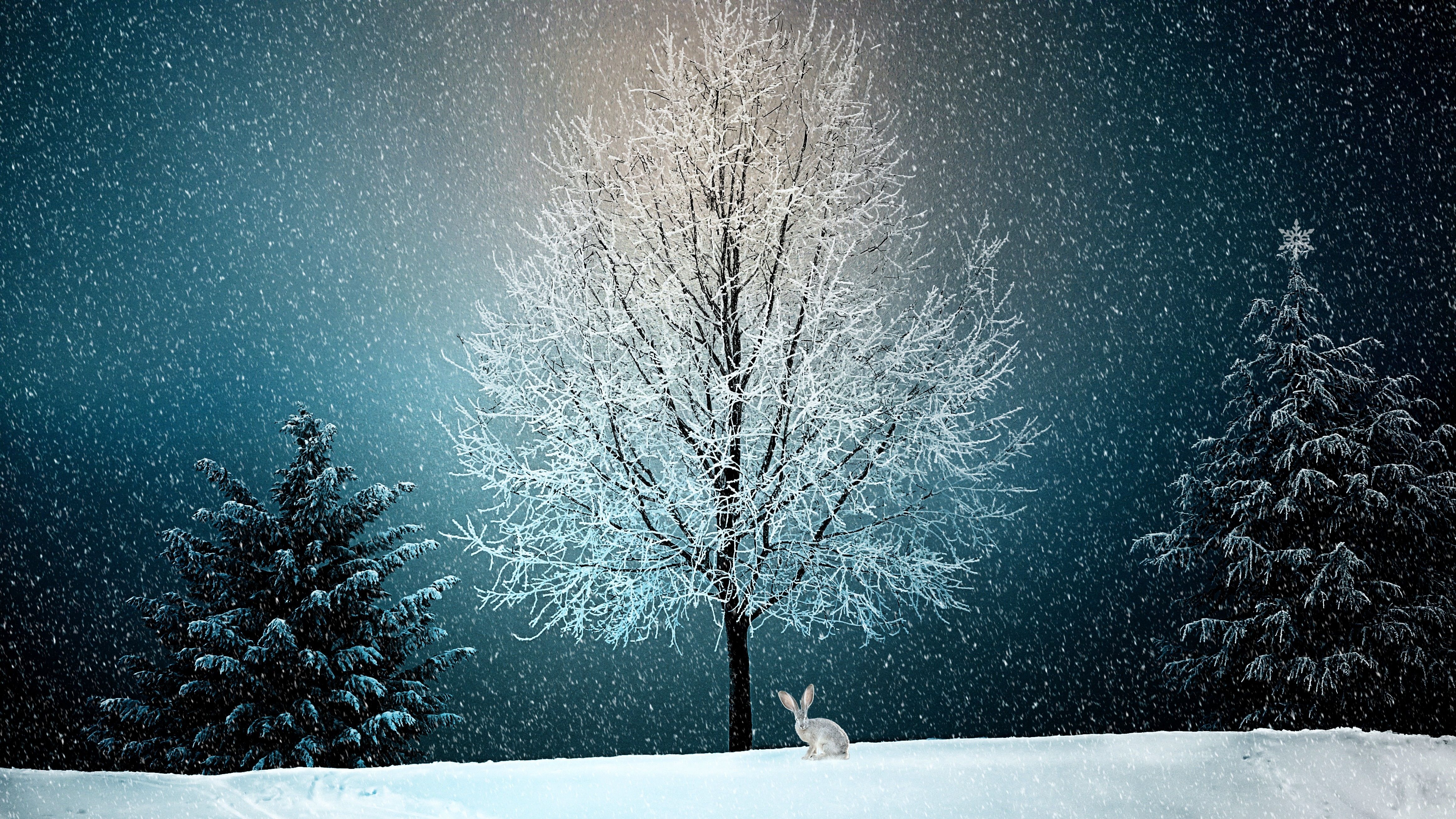 Winter Snow Tree 5k, HD Nature, 4k Fondos de pantalla, Imágenes, Fondos