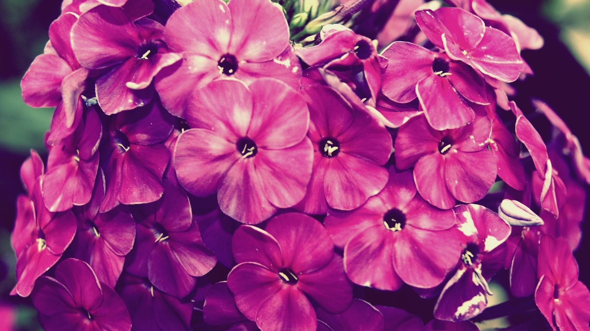 Vintage Floral wallpaper · ① Descargar gratis, genial Alta resolución