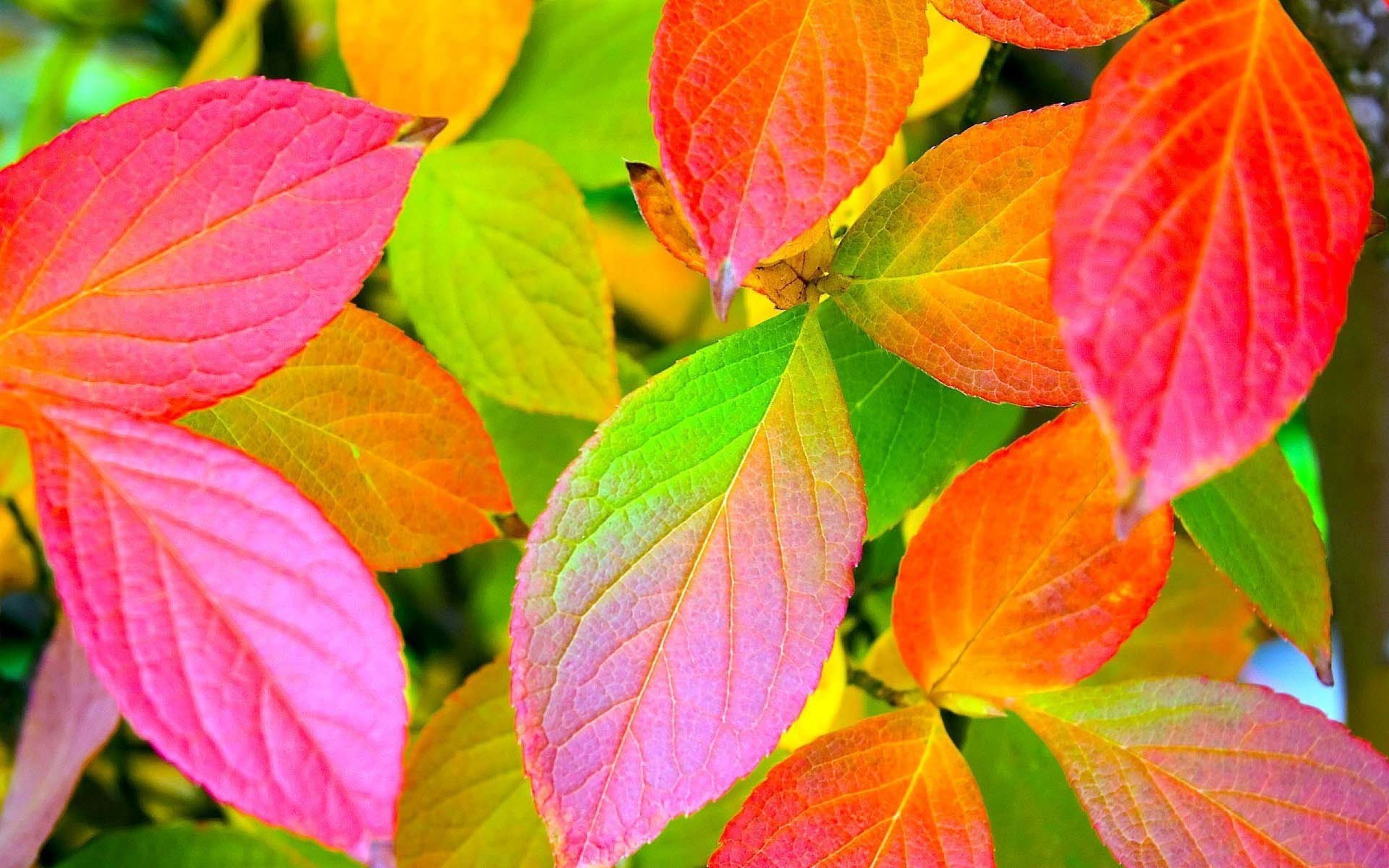 Hojas de otoño muy coloridas - Fondos de la naturaleza | Todo es muro