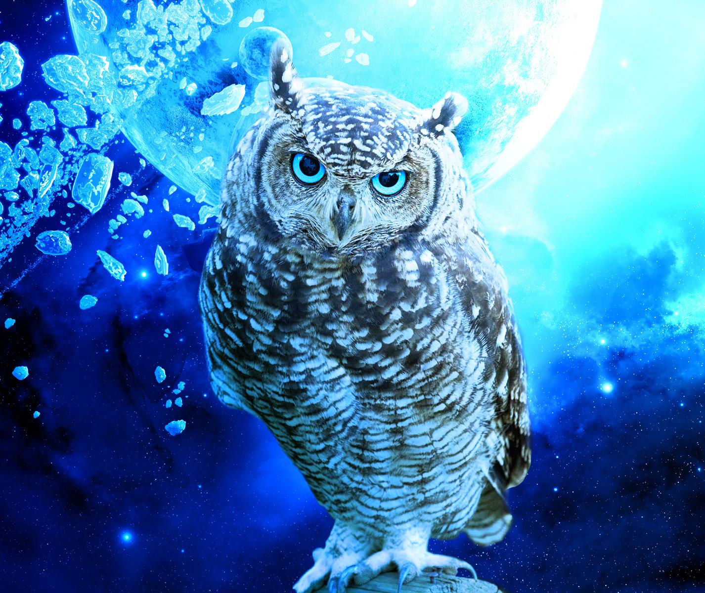 Más de 60 fondos de pantalla de Blue Owl - Descarga