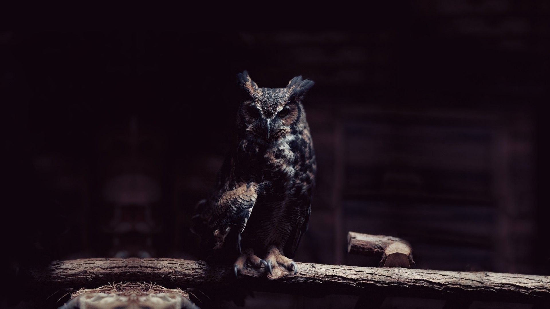 Más de 40 fondos de pantalla de Dark Owl - Descarga