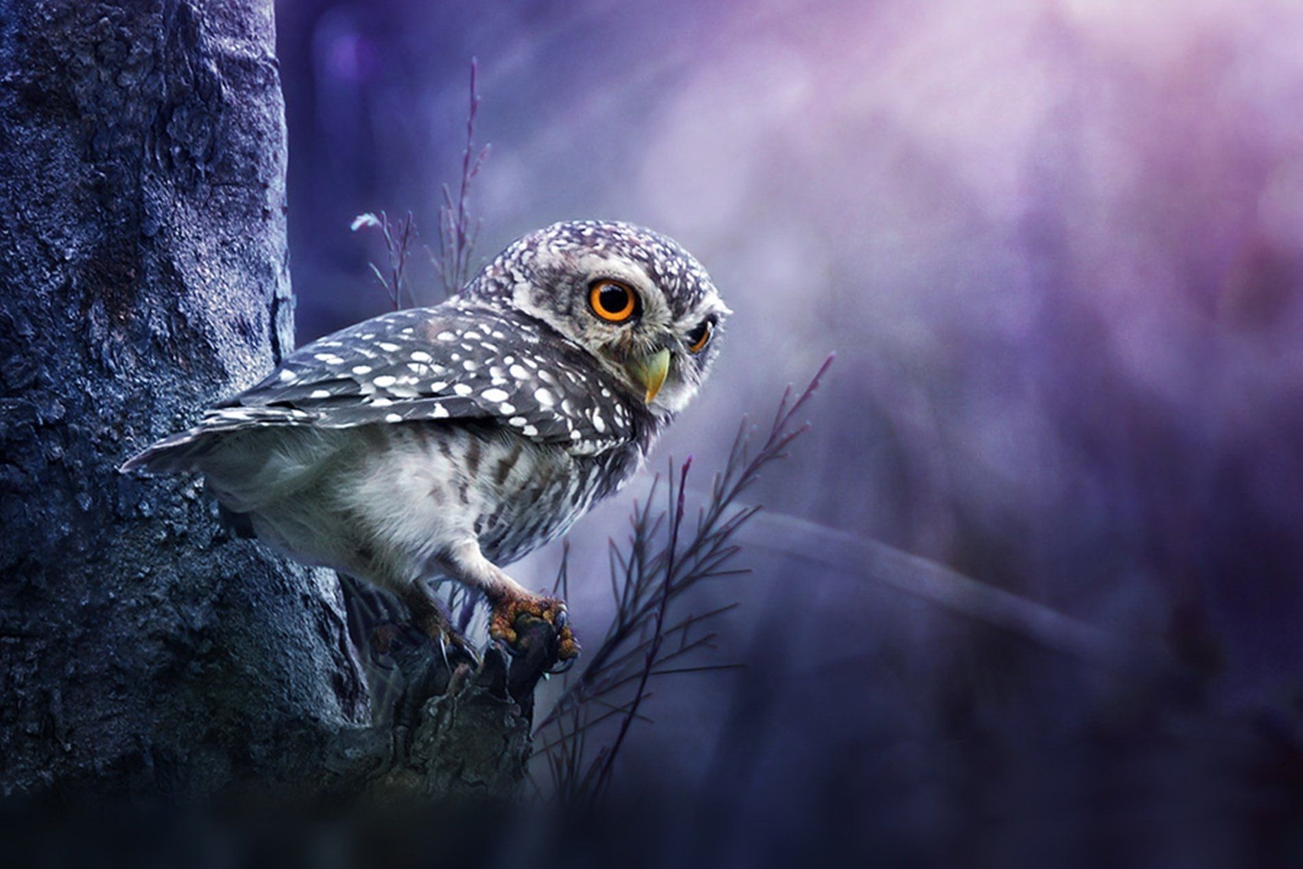 792 Owl Fondos de pantalla HD | Imágenes de fondo