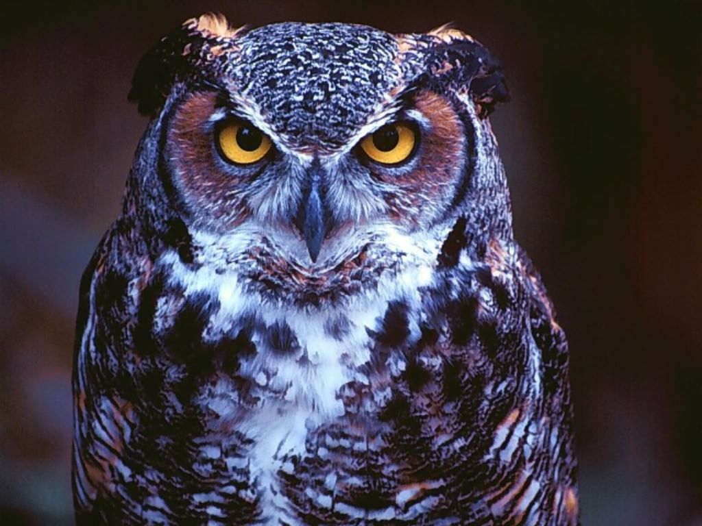 Owl Wallpapers Free Download Wide Beautiful Birds HD Desktop Images
