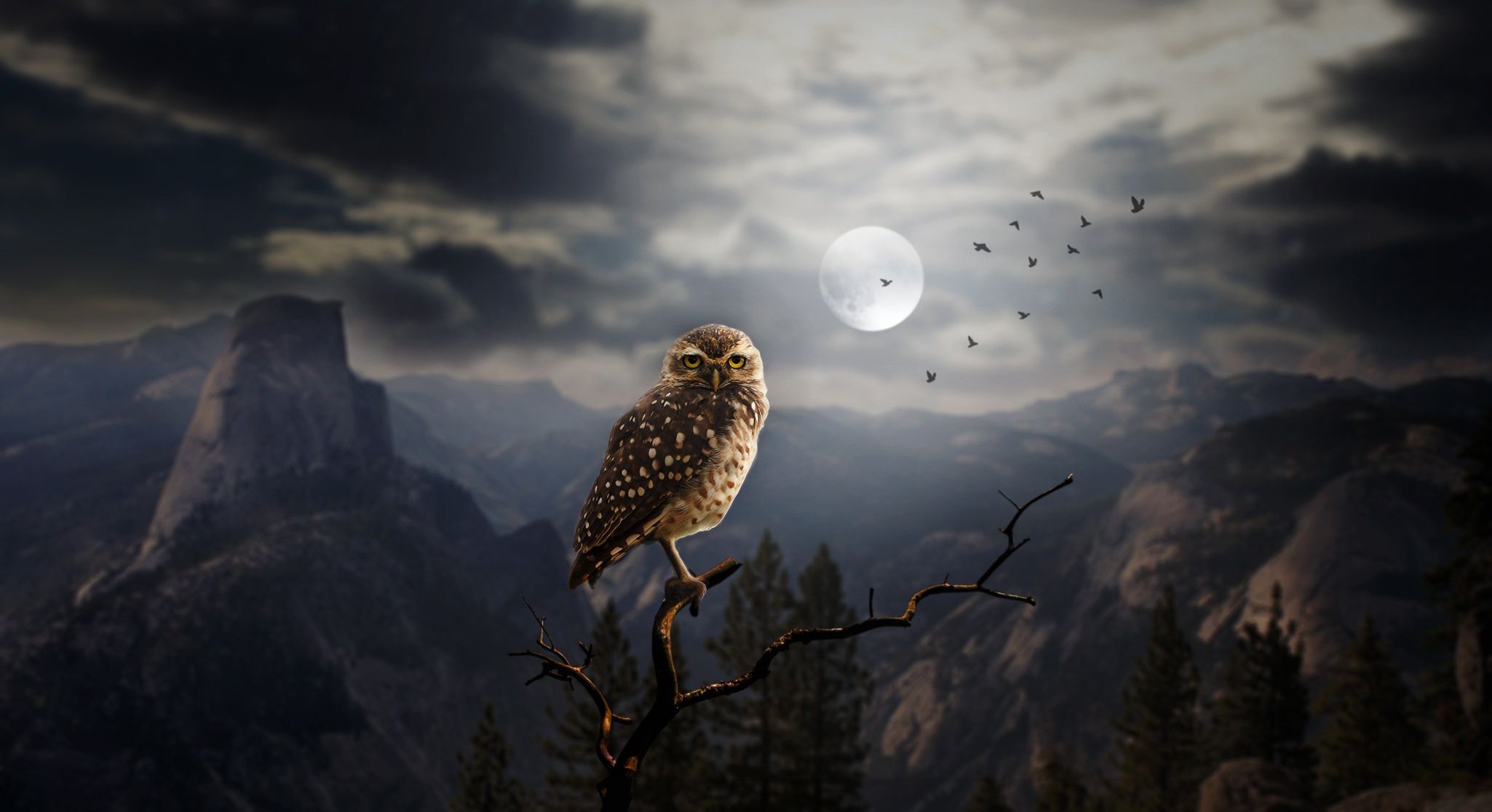 Moon Fantasy Owl, HD Otros, fondos de pantalla 4k, imágenes, fondos