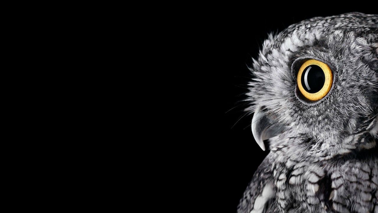 Wallpaper Owl, HD, 4K, Animales, # 6775