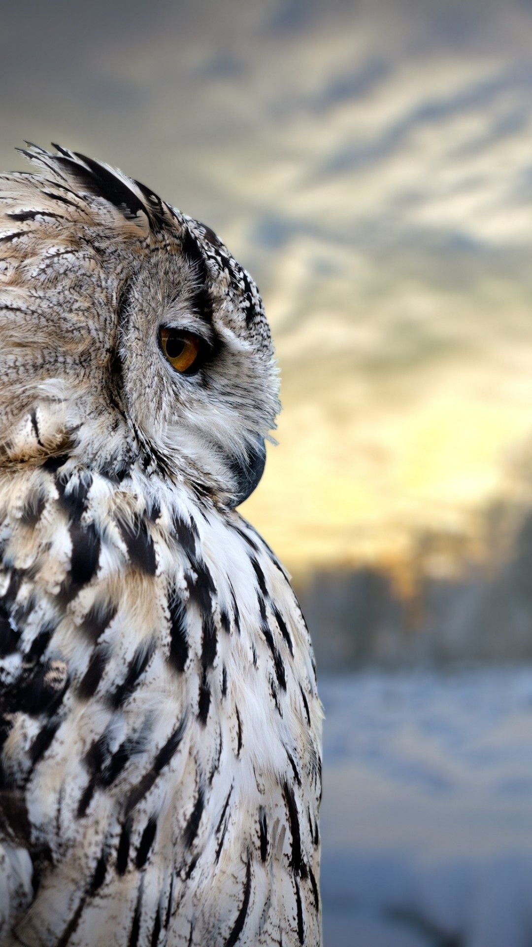 Owl iPhone Wallpaper (más de 80 imágenes)