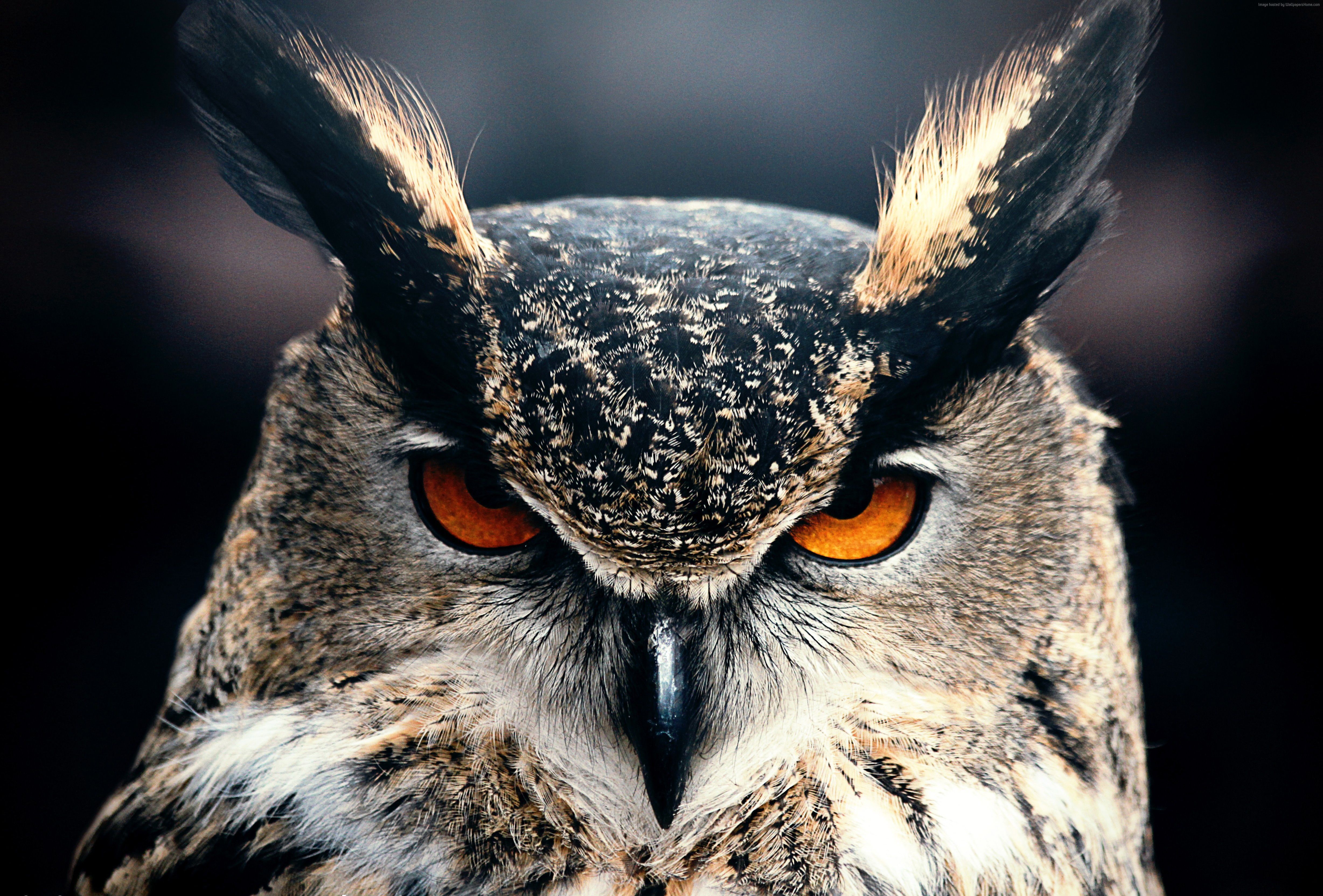 Owl Closeup 4k, HD Birds, fondos de pantalla 4k, imágenes, fondos, fotos