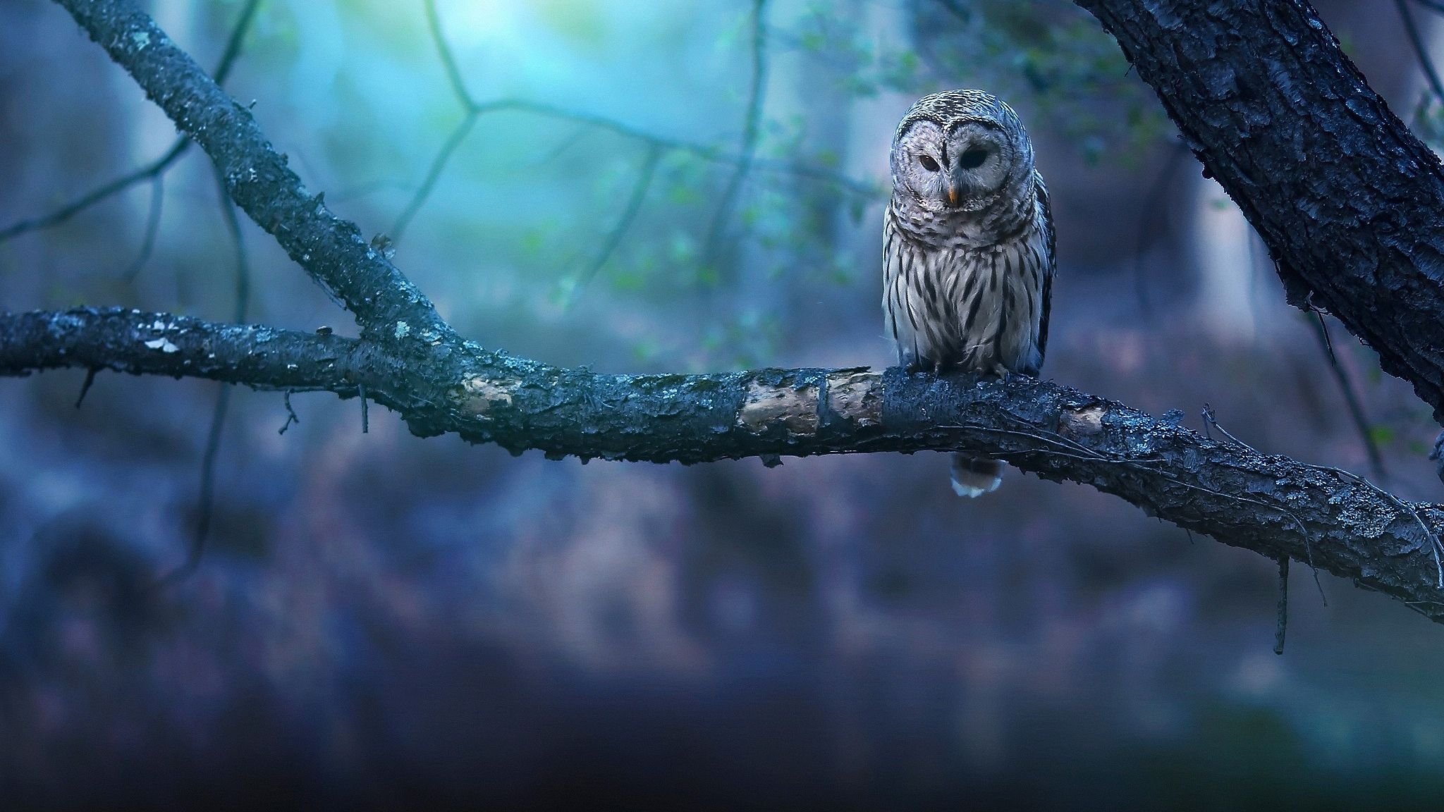 Owl Wallpapers | HD Wallpapers | ID # 27045
