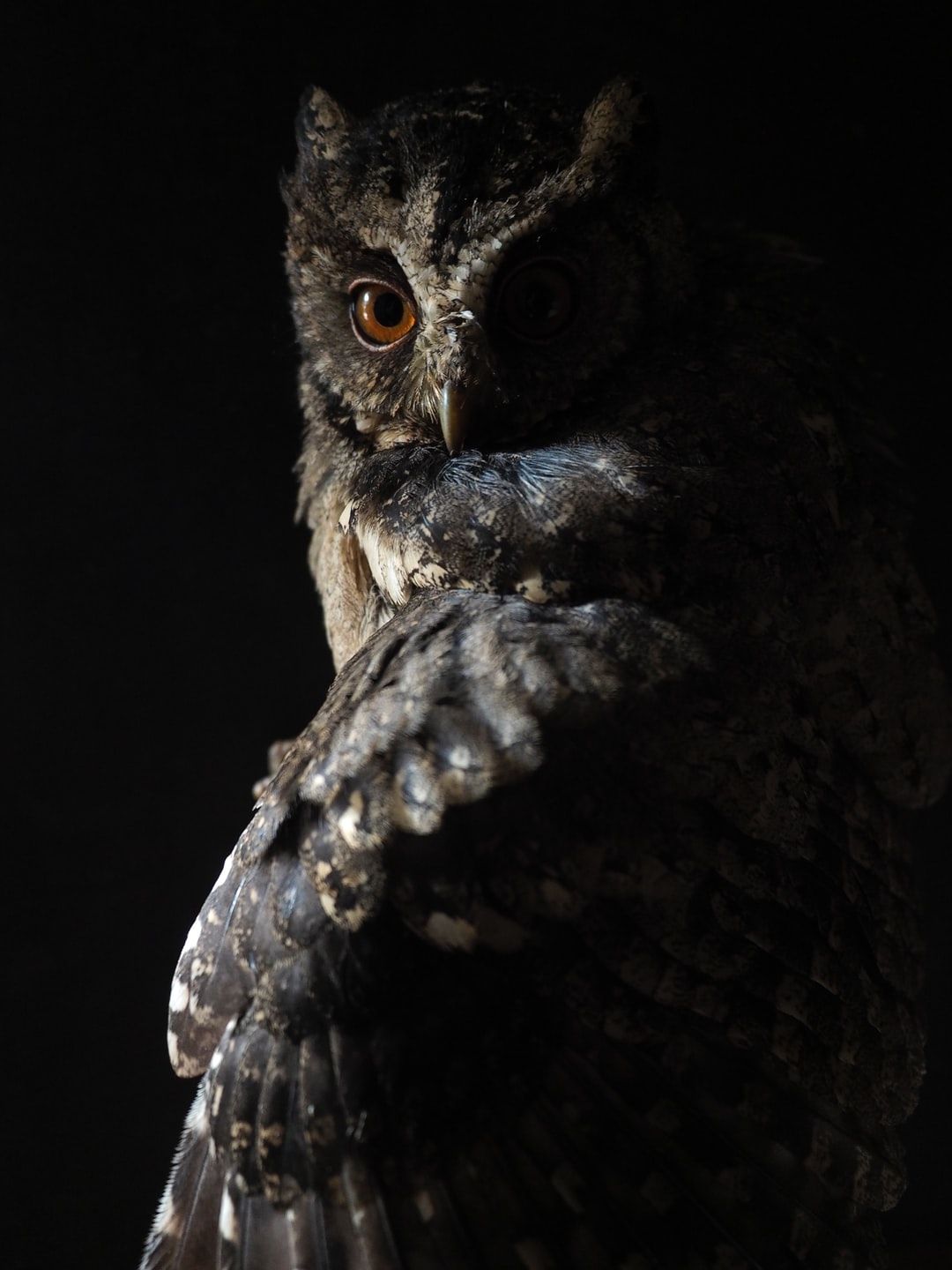 27+ fotos de Owl | Descargar imágenes gratis