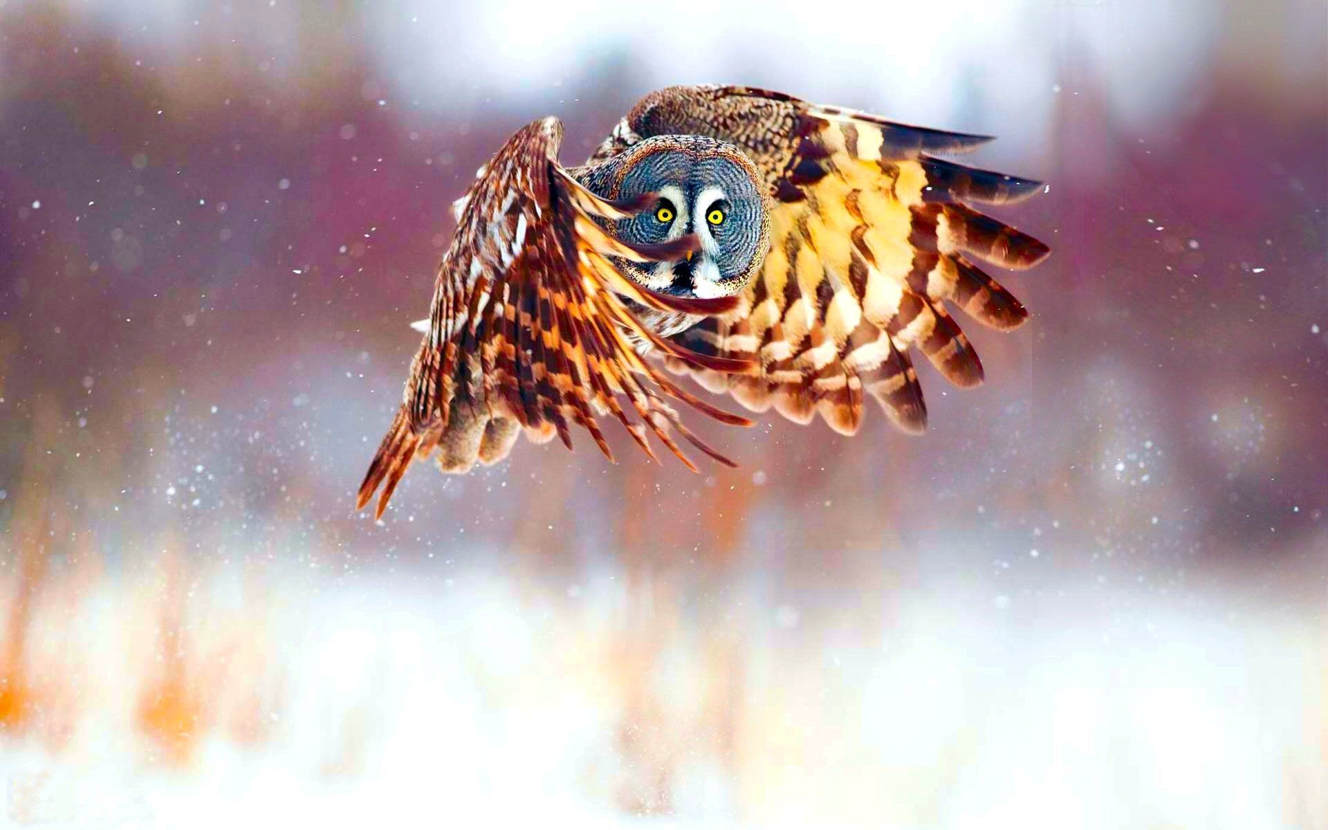 792 Owl Fondos de pantalla HD | Imágenes de fondo