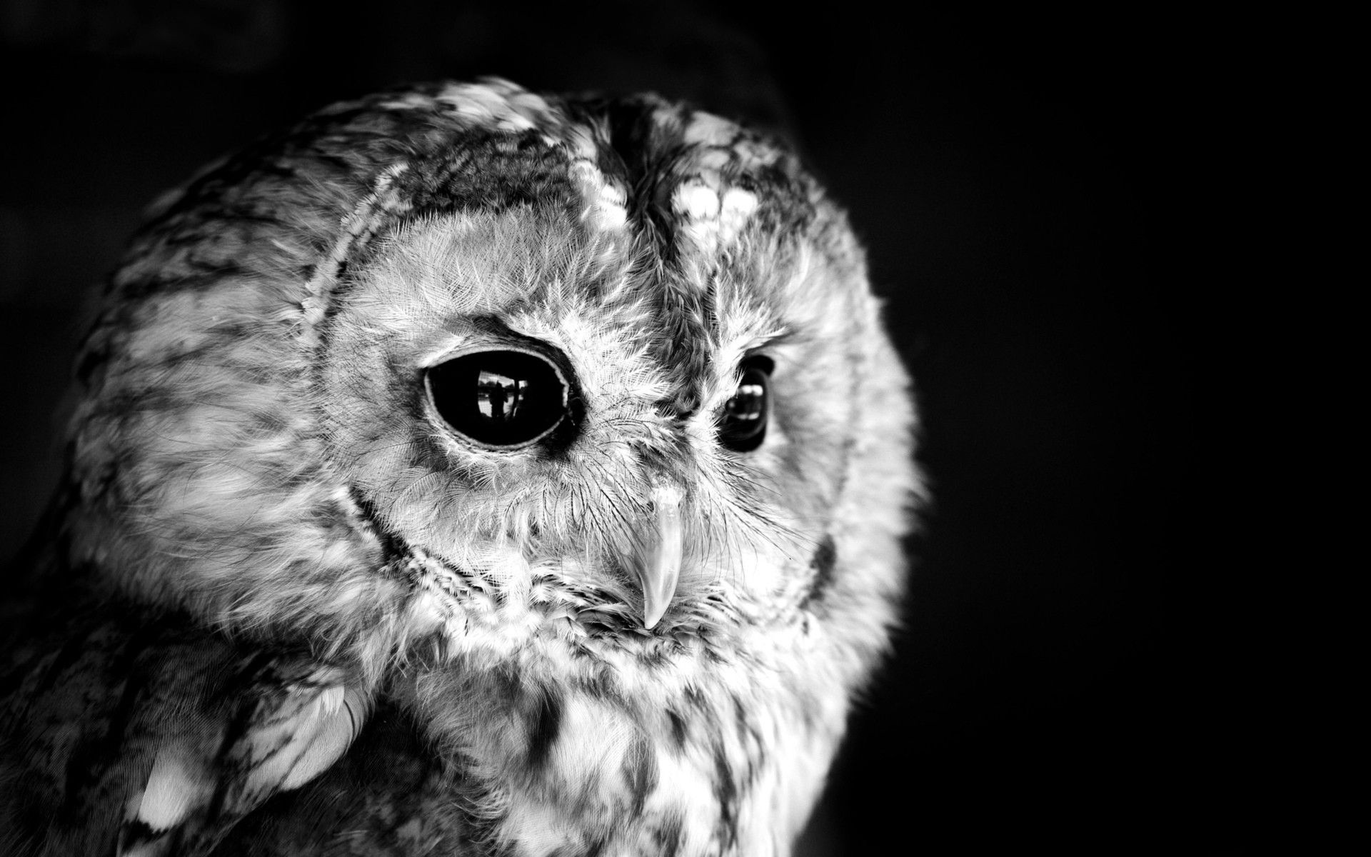 Black and White Owl Wallpapers - Top Free Black and White Owl
