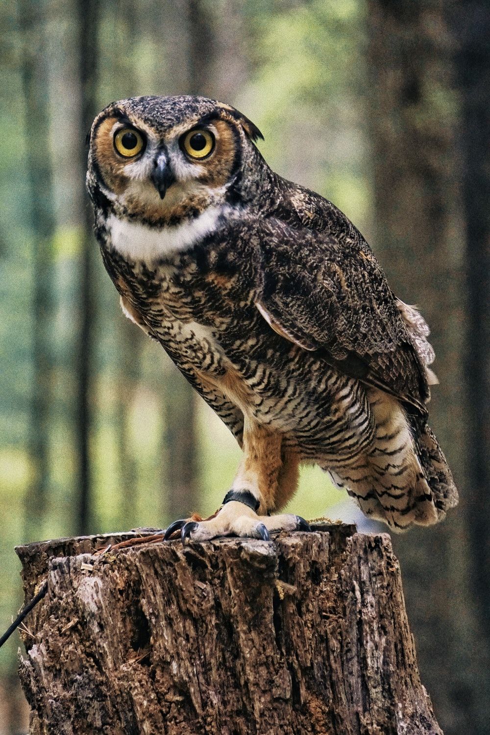 Owl Wallpapers: Descarga gratuita en HD [500+ HQ] | Unsplash