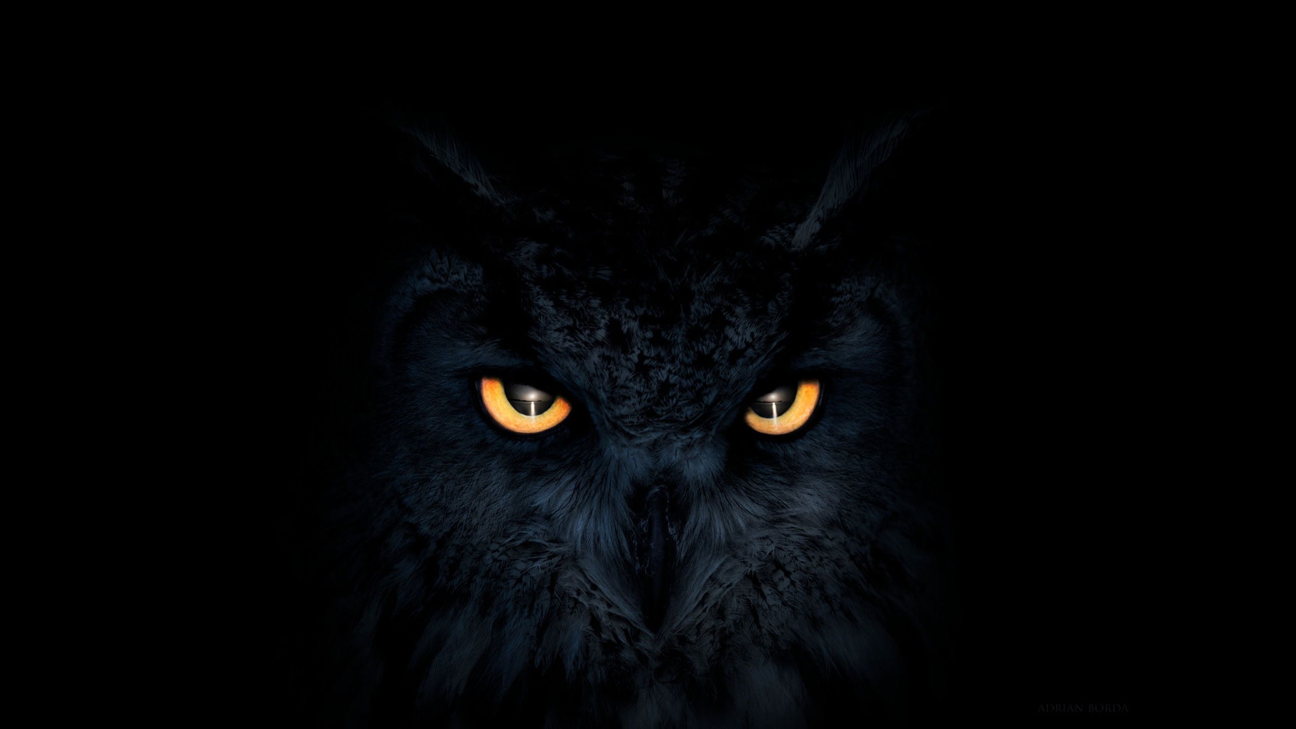 Owl Dark Glowing Eyes, HD Artist, 4k Wallpapers, Images, Backgrounds