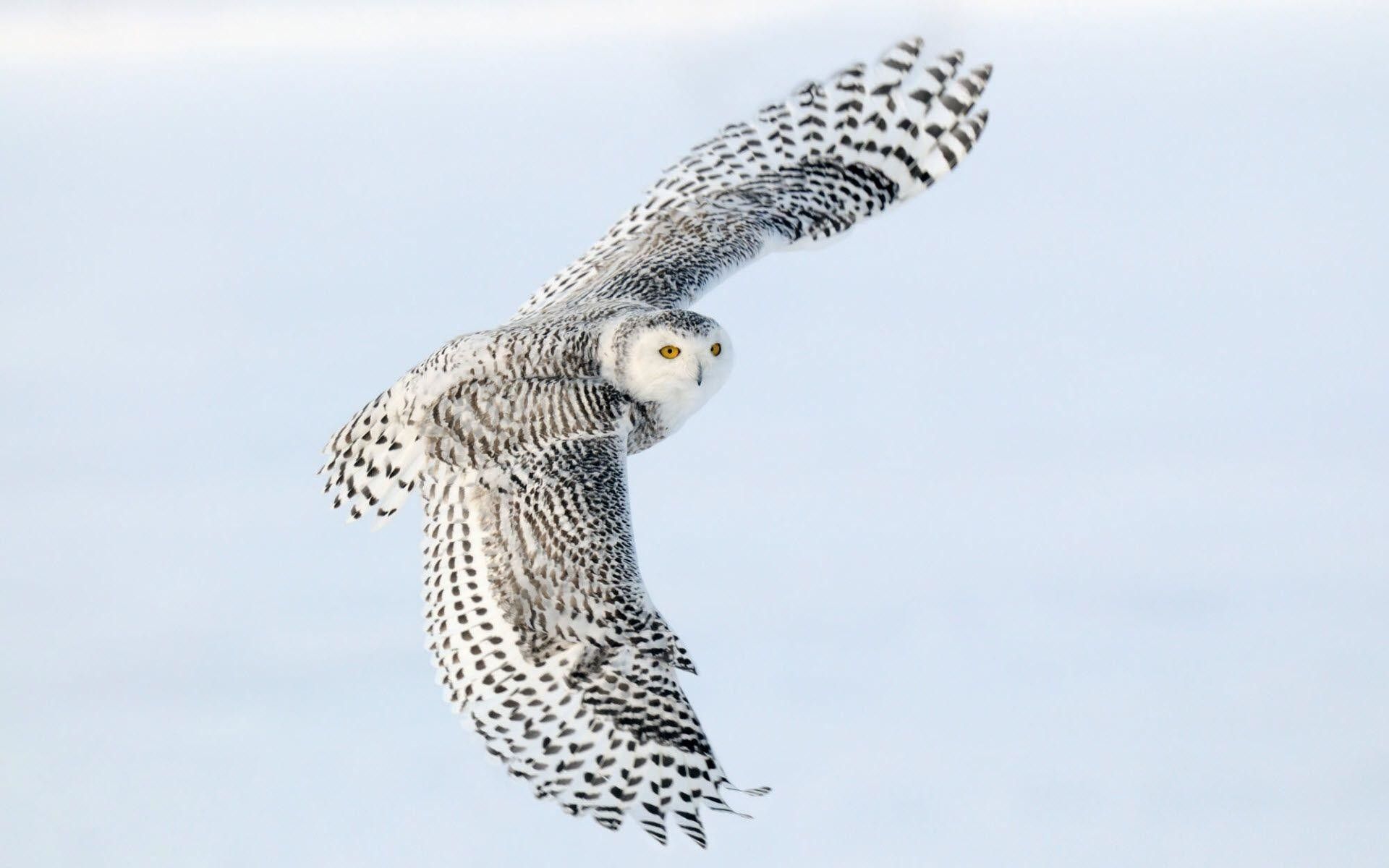 Snowy Owl Wallpaper HD (más de 78 imágenes)