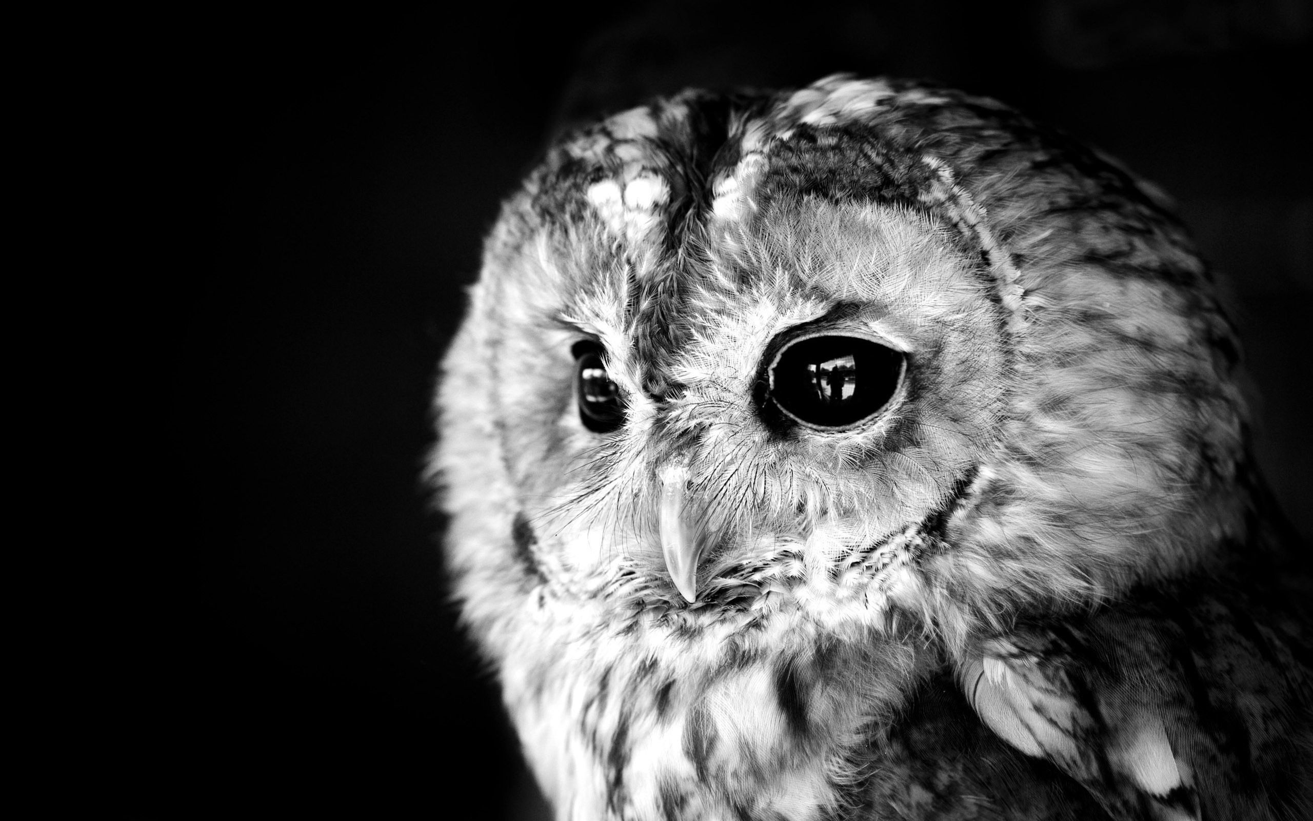 Black and White Owl Wallpapers - Top Free Black and White Owl