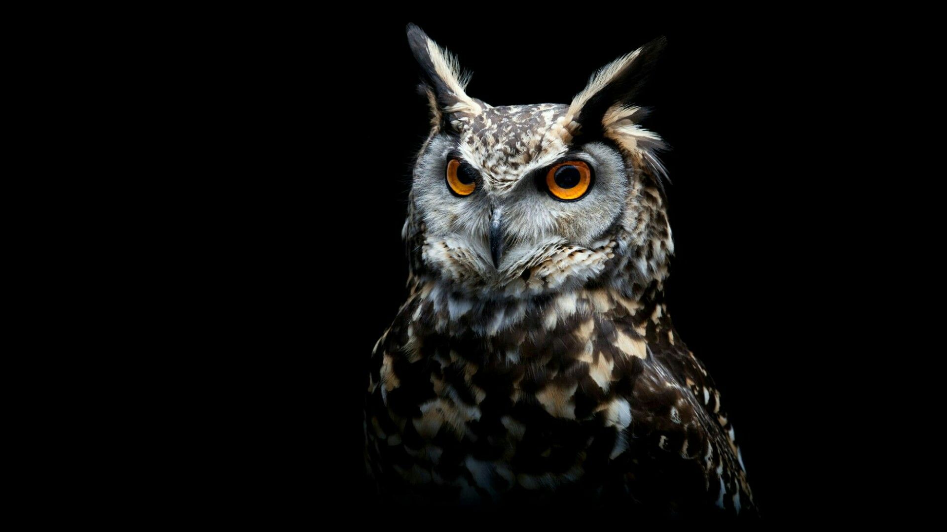 Black Owl Wallpaper (41+), Encuentra fondos de pantalla HD gratis
