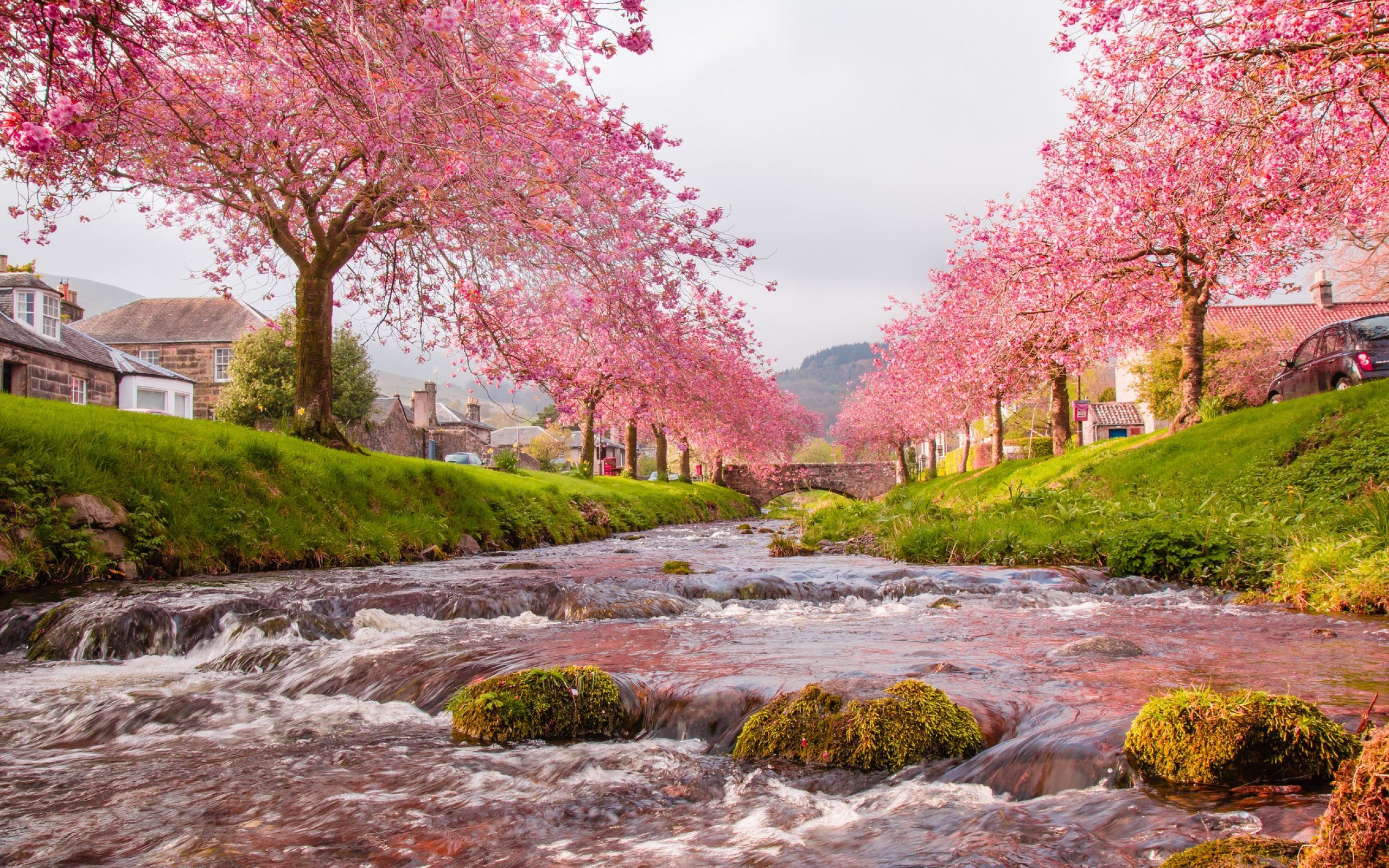 Descarga gratuita Sakura Trees Beautiful Landscape Wallpaper HD Descargar