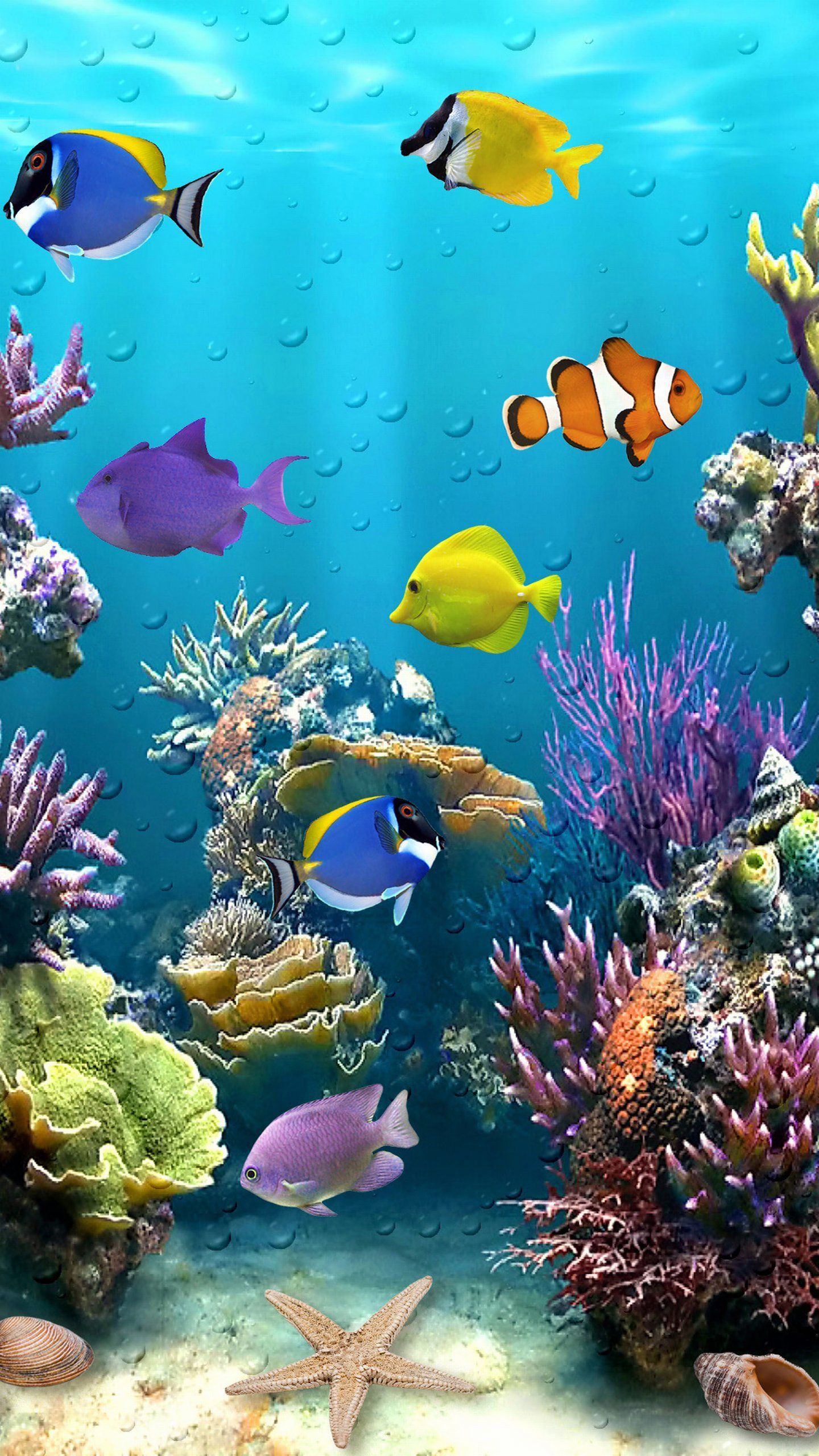Hermoso pez tropical | fondos de pantalla | Fondo de pantalla de pescado, hermoso