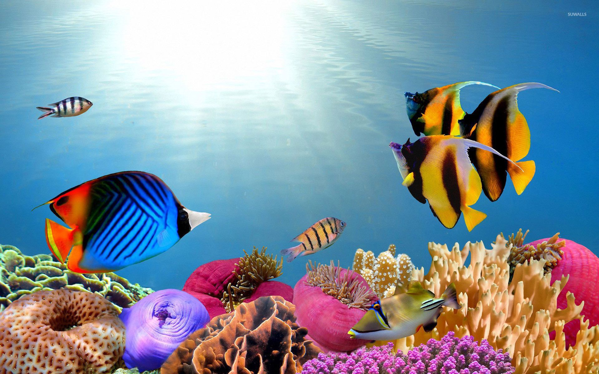 Fondo de pantalla de peces tropicales - Fondos de animales - # 27565