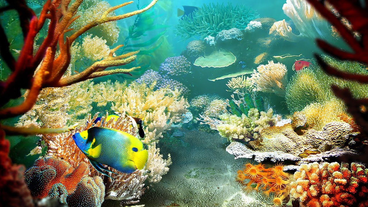 Más de 55 fondos de pantalla de peces tropicales subacuáticos en vivo - Descarga