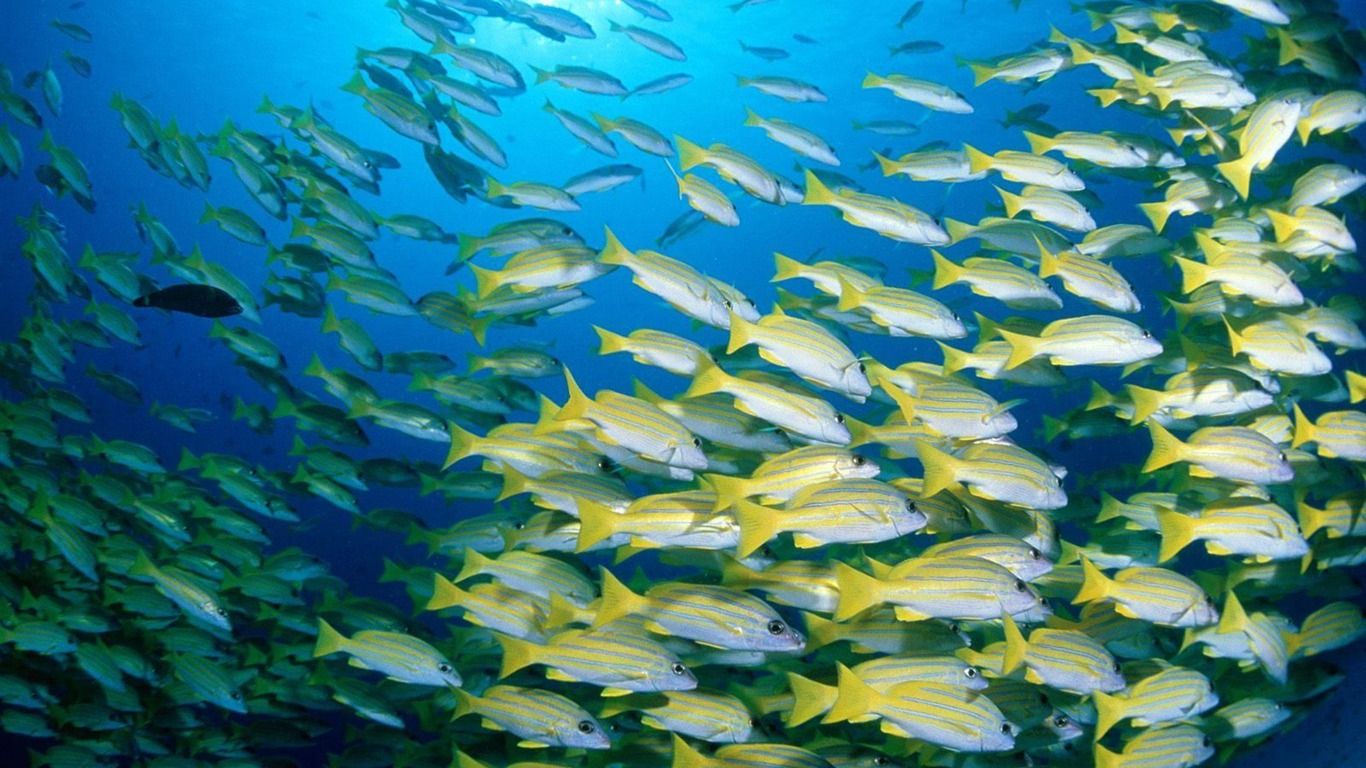 Fondo de pantalla de peces tropicales 19 - 1366 X 768 | stmed.net