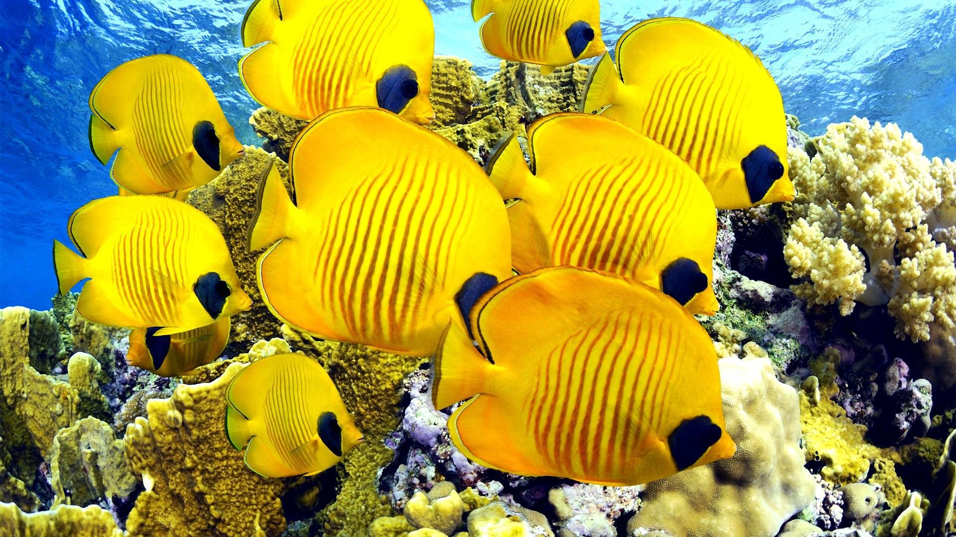 Beautiful Fish Wallpapers HD Pictures One HD Wallpaper Pictures 1920