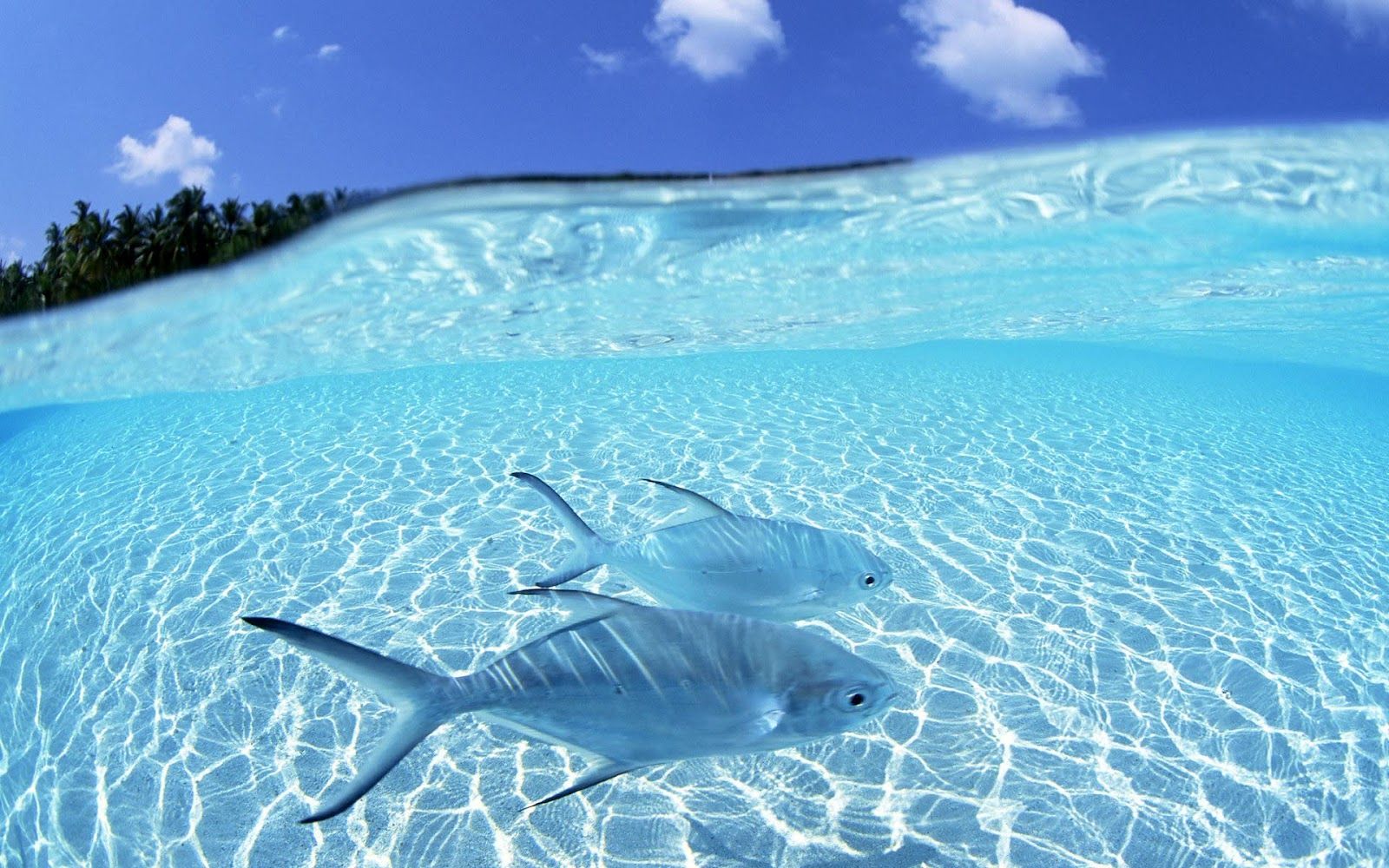 Imagen de dos peces tropicales azules | HD Animals Wallpapers