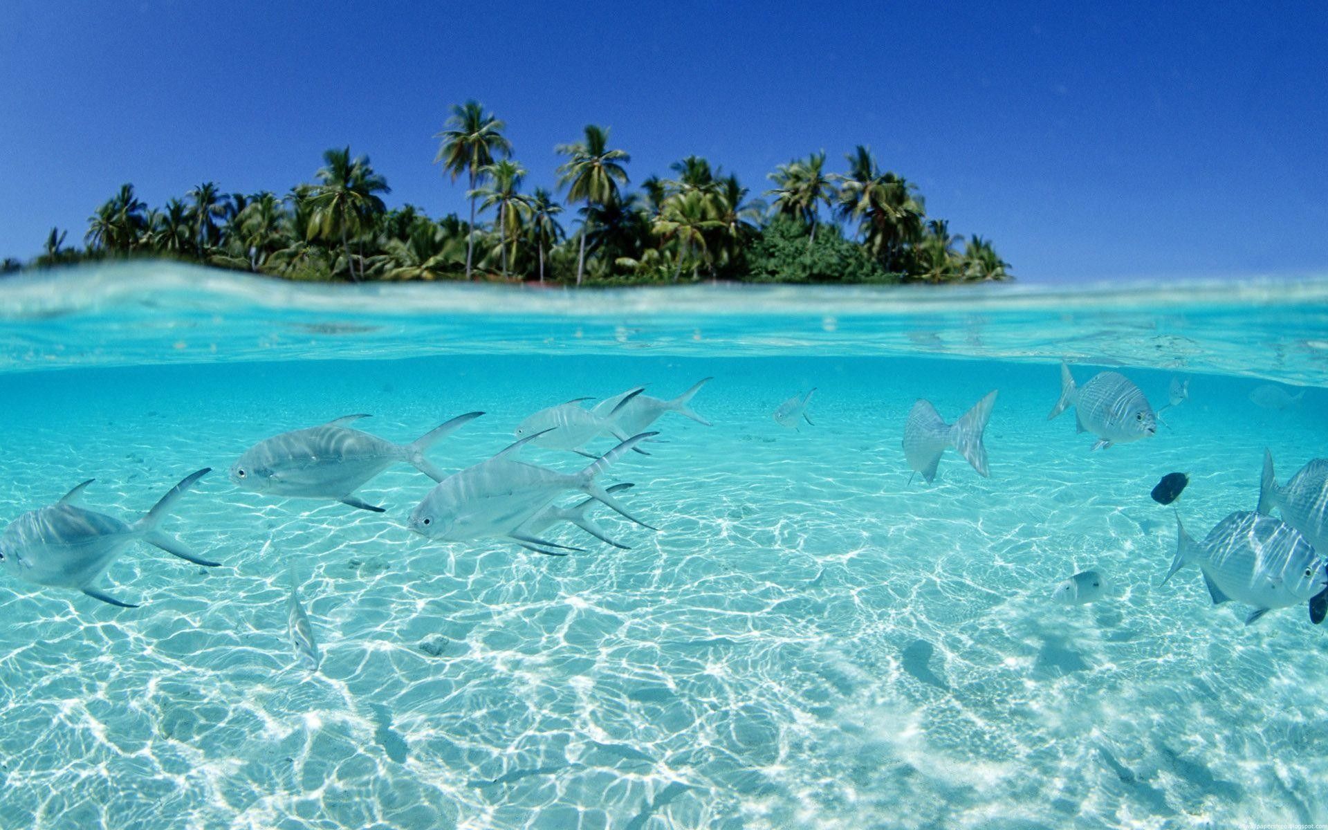 Fondo de pantalla de isla tropical con peces (más de 49 imágenes)