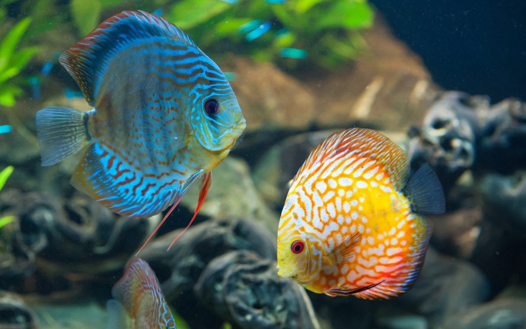 discus, Tropical, Fish Wallpapers HD / Desktop y Mobile Backgrounds