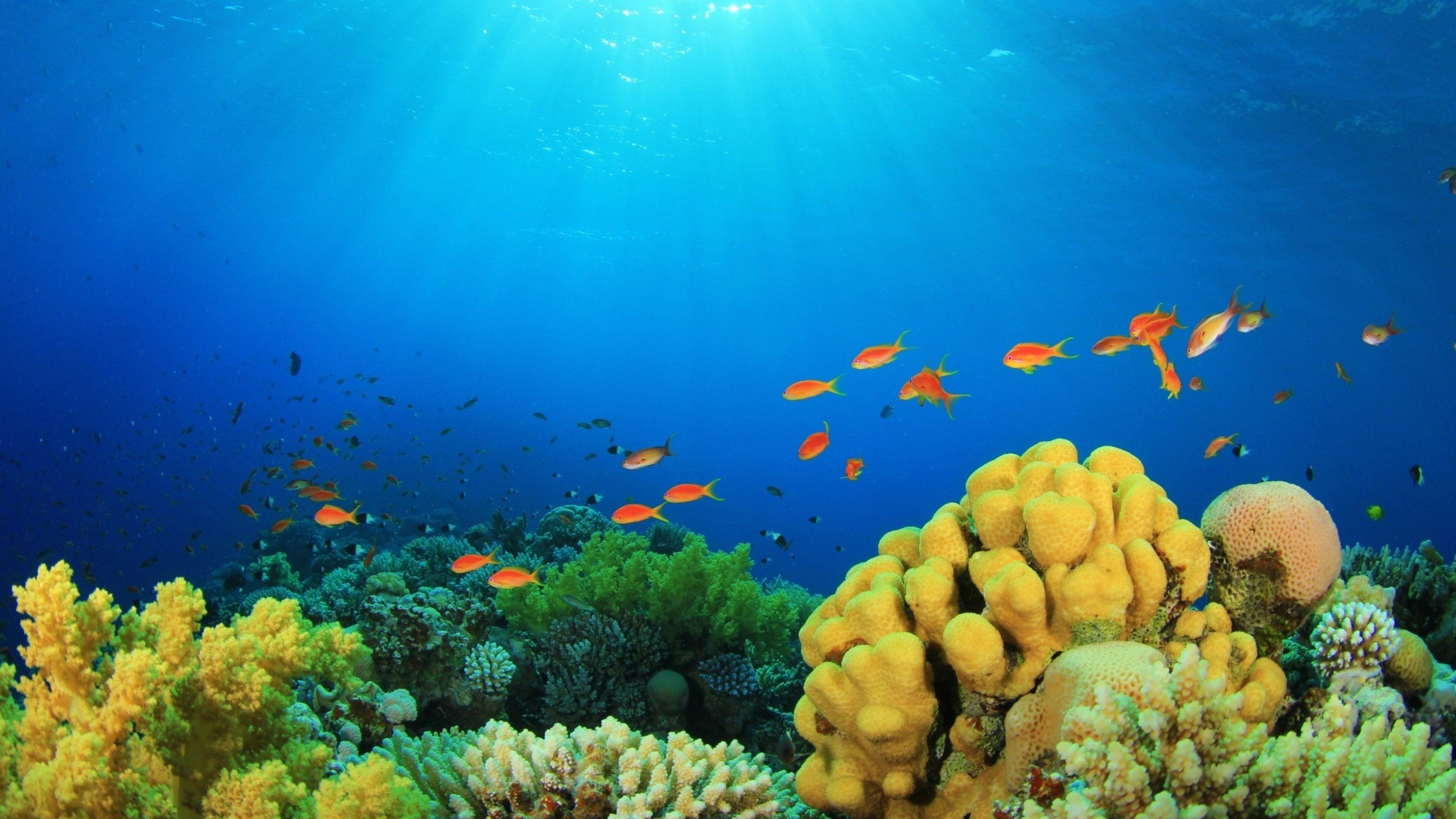 Más de 30 fondos de pantalla de peces tropicales bajo el agua - Descarga