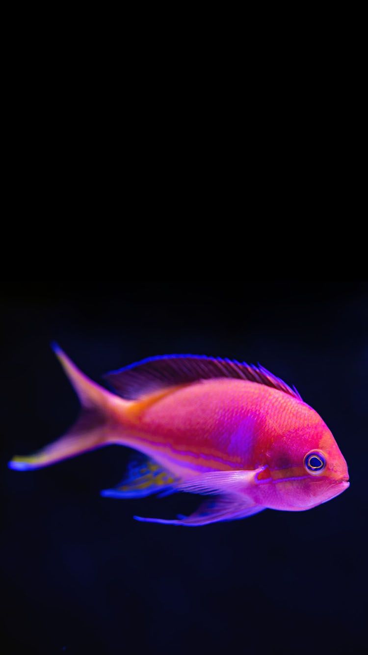 Pink Tropical Fish Wallpaper Phone - genius777.com IMPRIMIBLES