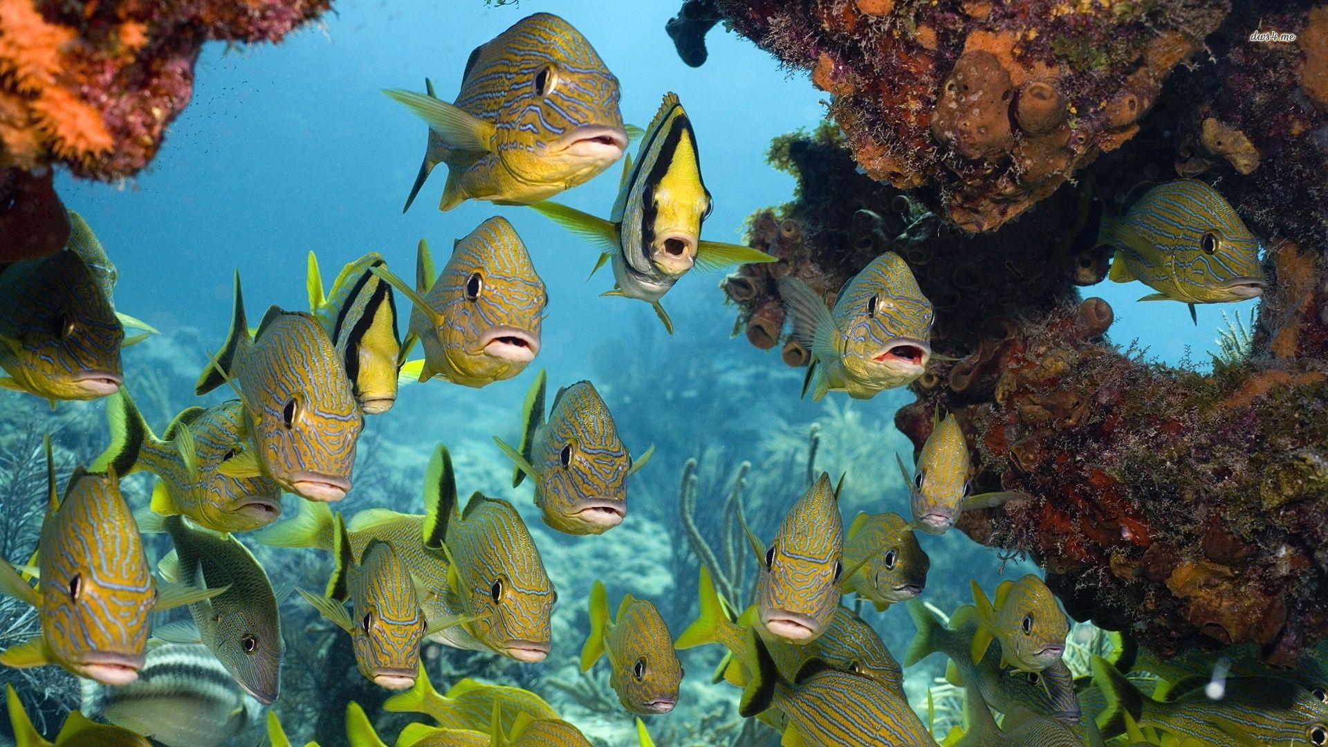 Fondo de pantalla de la escuela de peces tropicales - Fondos de animales - # 21890
