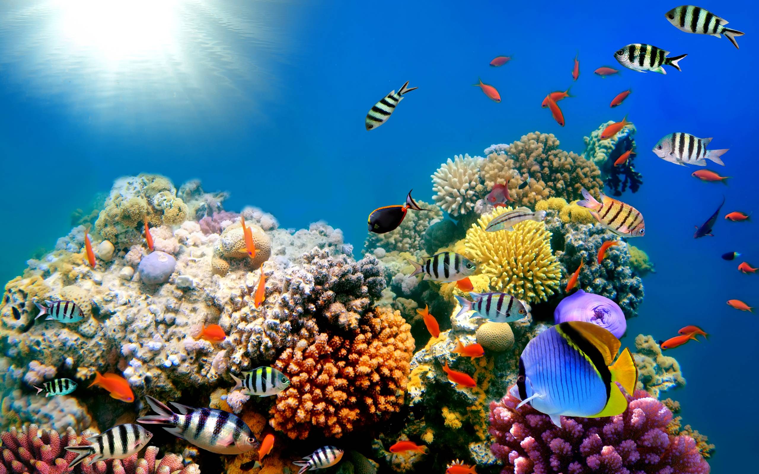Galería de fondos de pantalla de peces tropicales