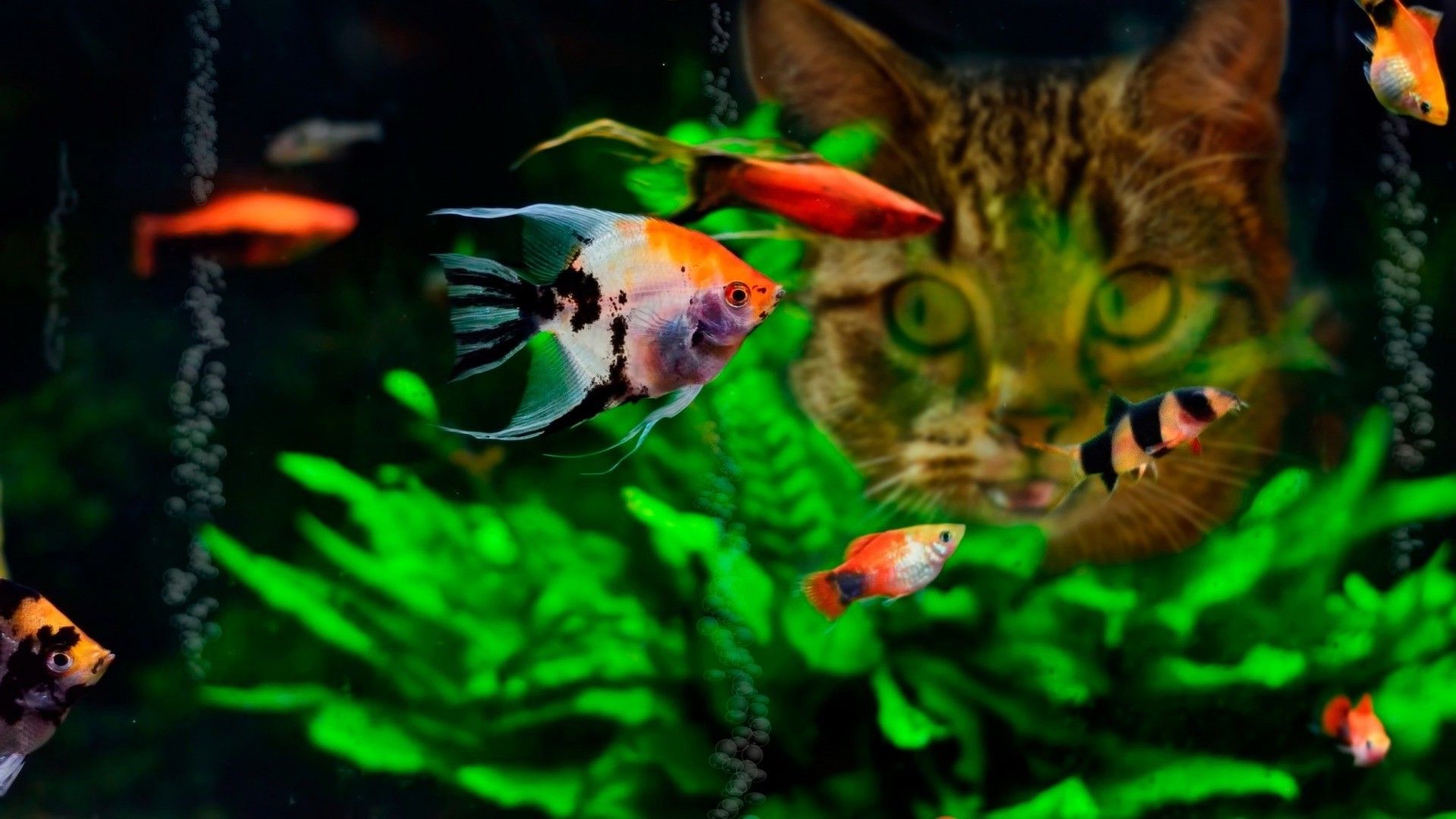 2928768 1920x1080 gato peces agua tropical peces fondo de pantalla y