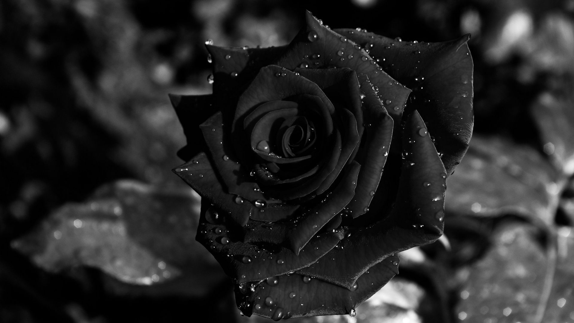 Fondos de pantalla de rosas negras - FondosMil