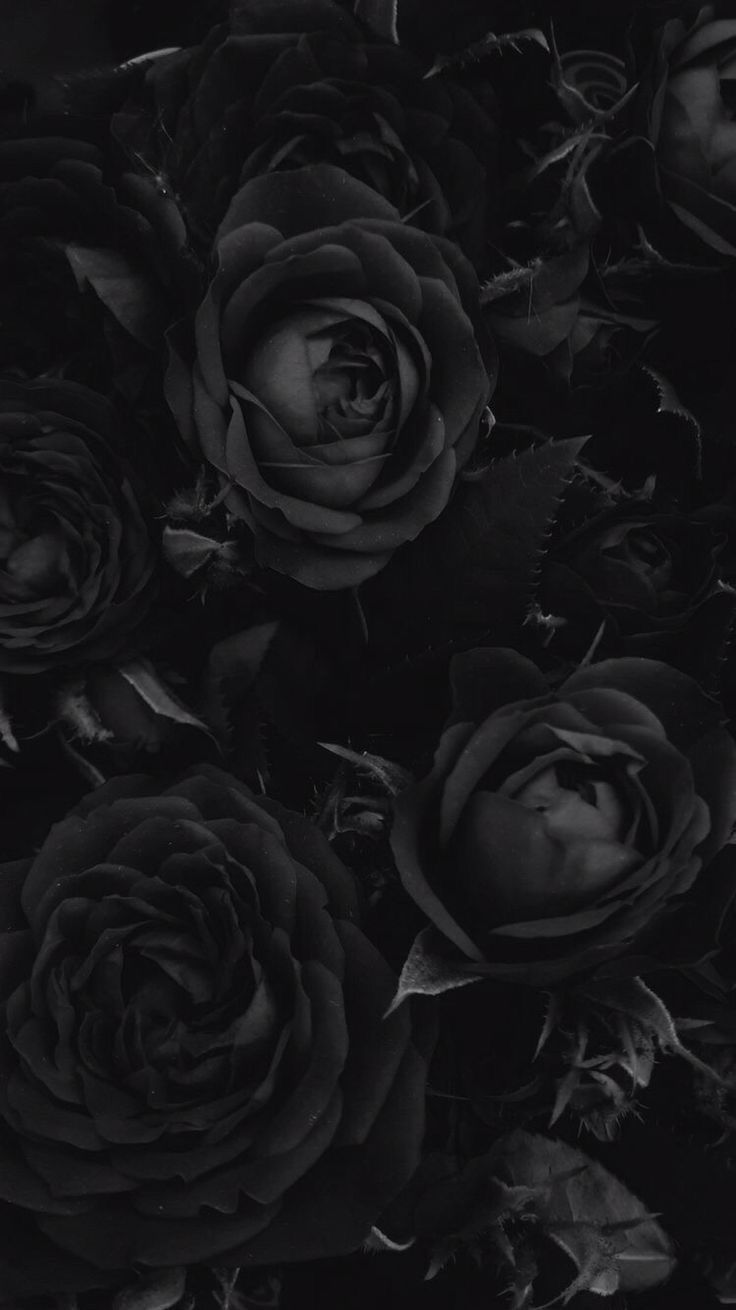Black soul #wallpaperiphone #wallpaper #rose #blackrose