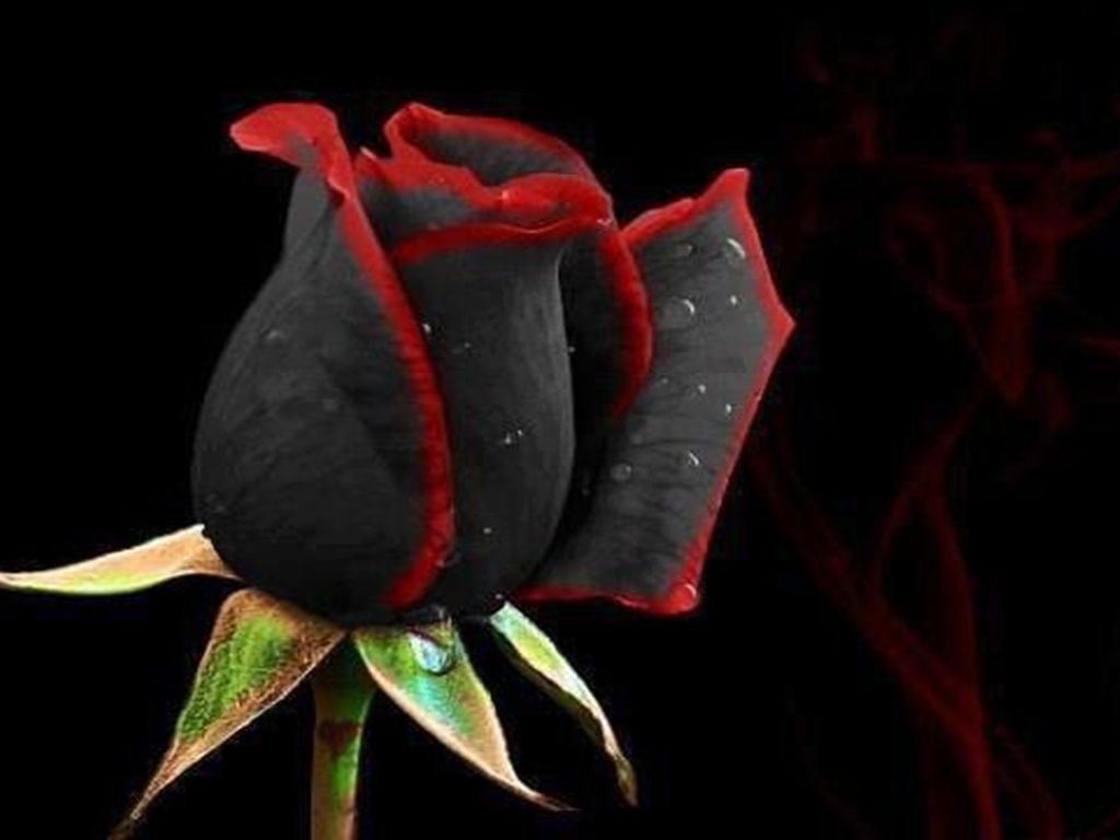 Black Rose Wallpapers HD Pictures - One HD Wallpaper Pictures