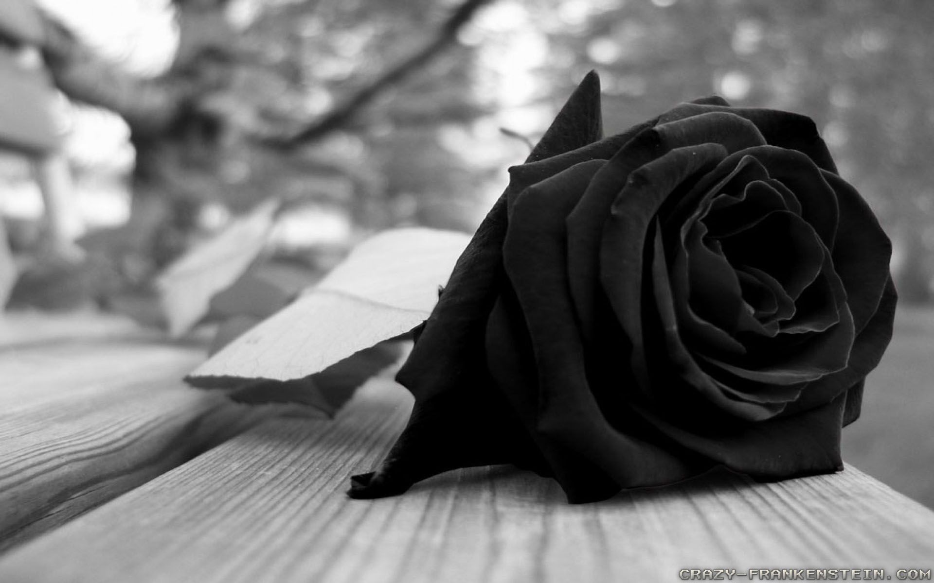 Black Rose Wallpapers de alta calidad | Descargar gratis