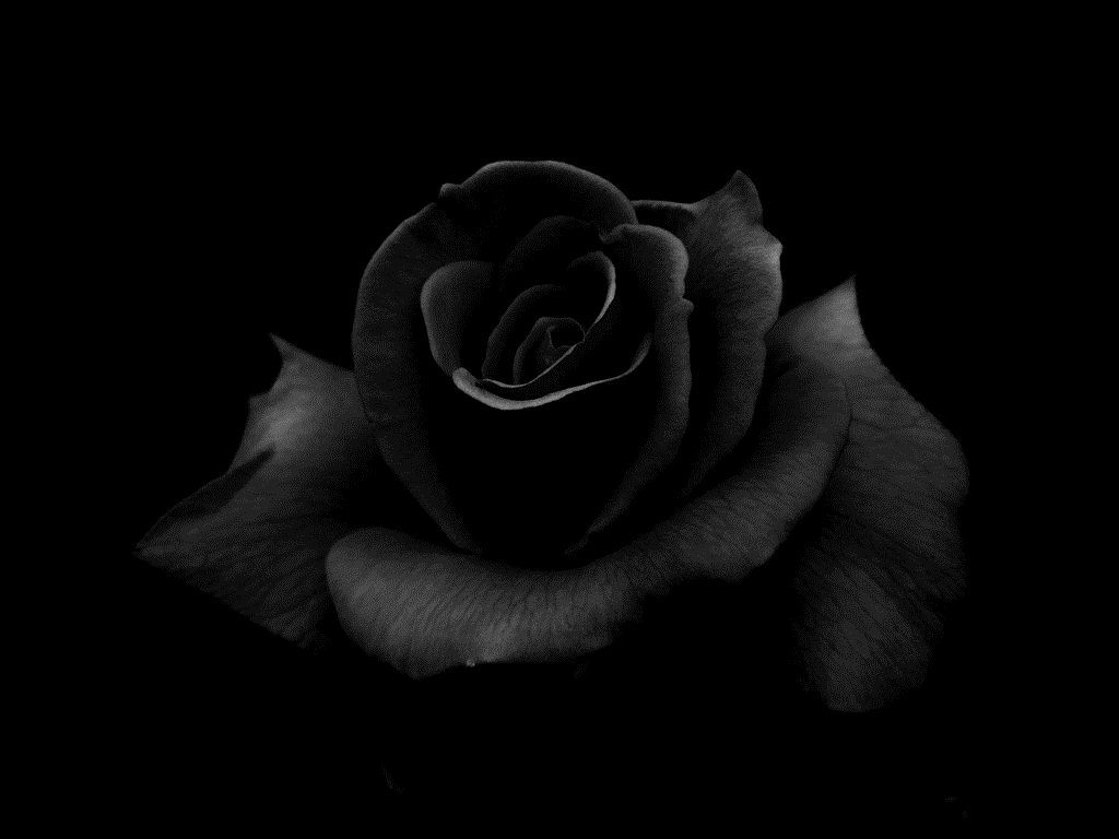 Black Rose Desktop Fondos de pantalla HD | Oscuridad en 2019 | Rosa