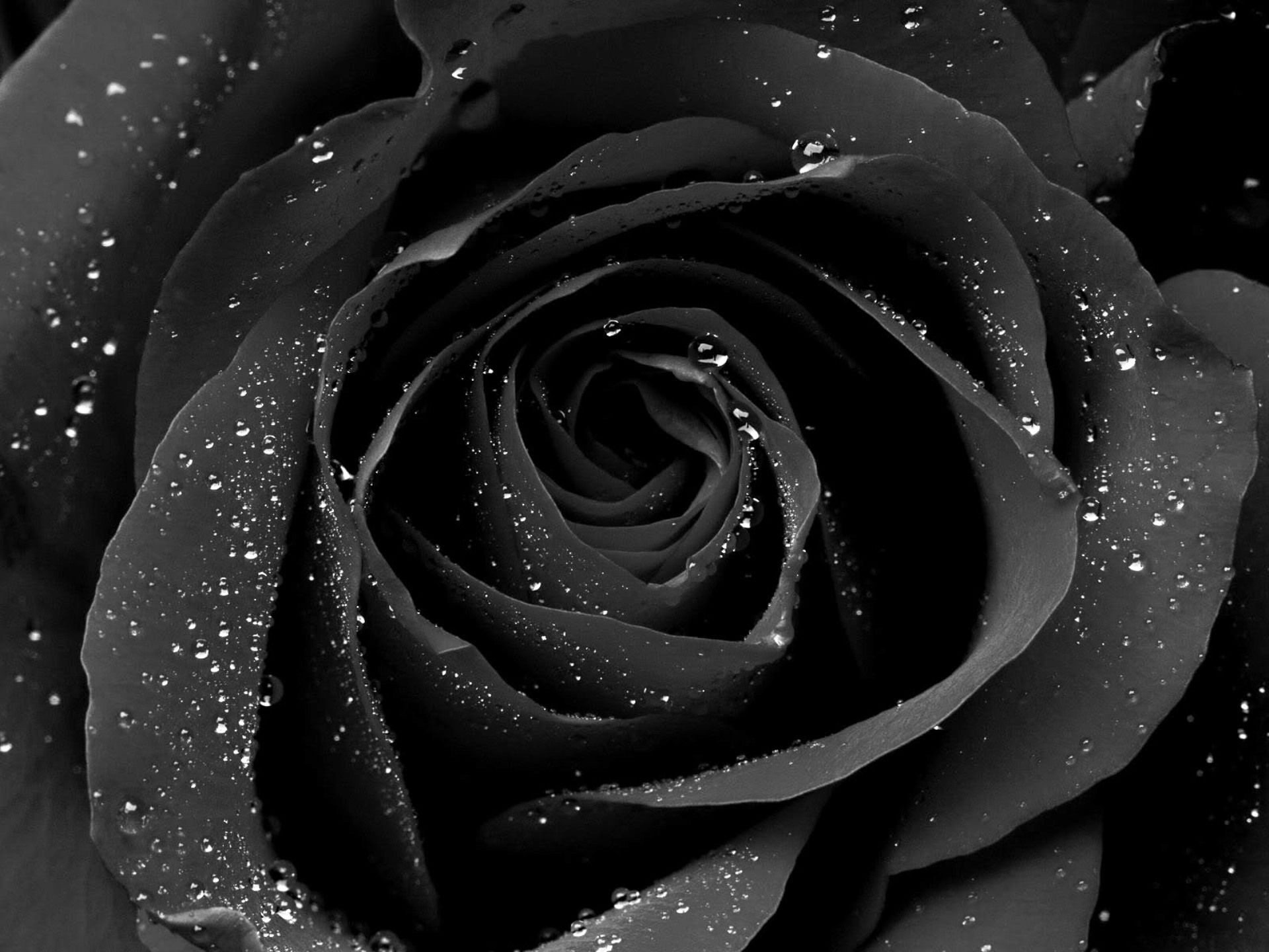 Black Rose Wallpapers (27+)